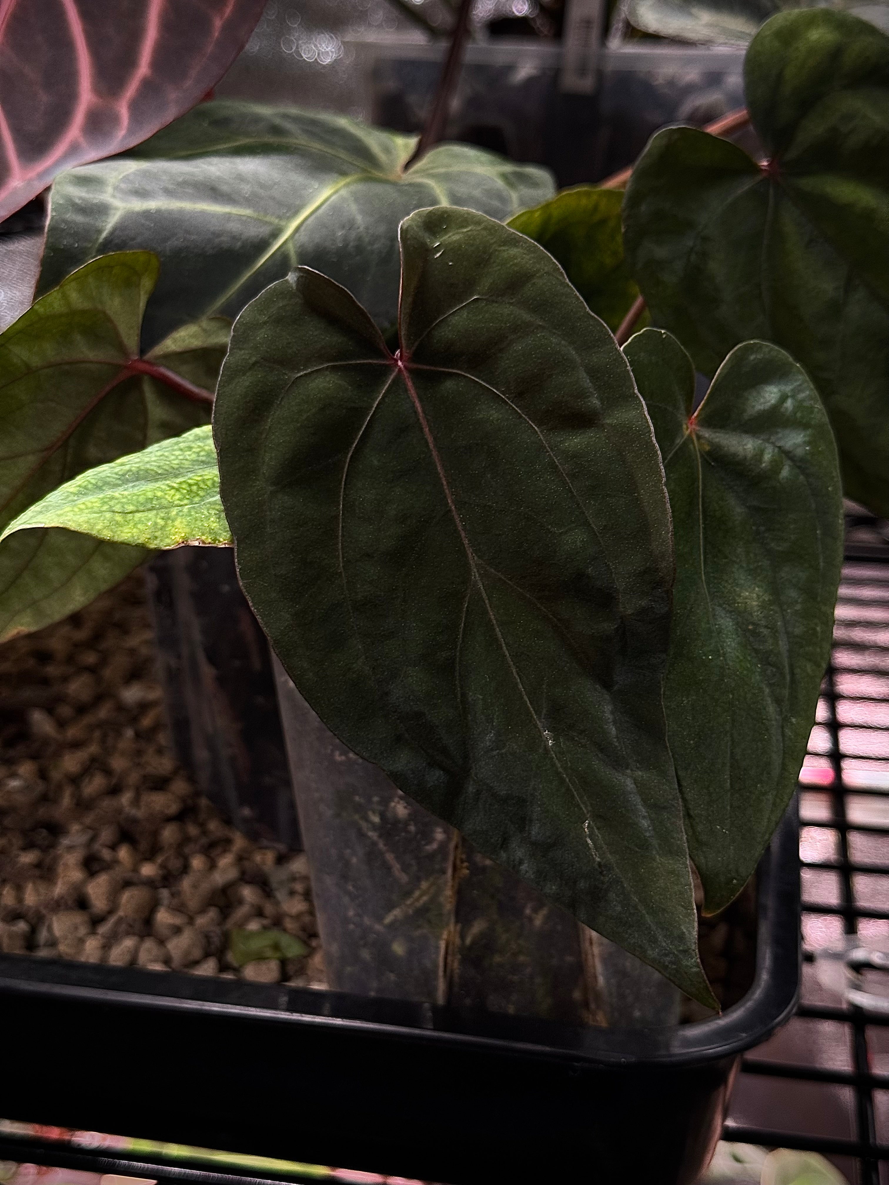 NFS: Anthurium 'Midnight Velvet' #2 - SMUKHI