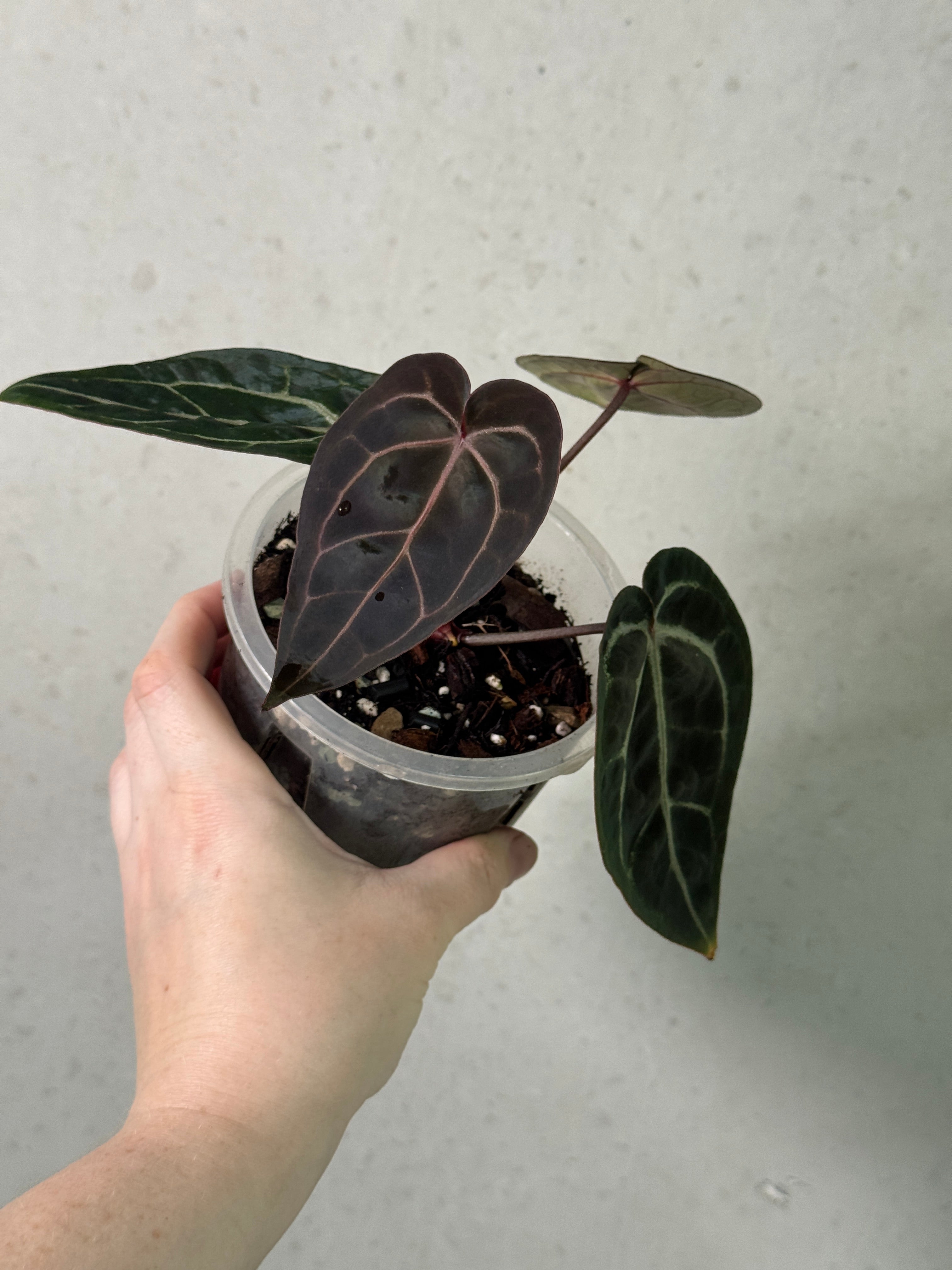 Hot pink Anthurium '23' x Red Velvet Cake '24' clone plant by DocBlock, featuring vibrant leaves and lush foliage.