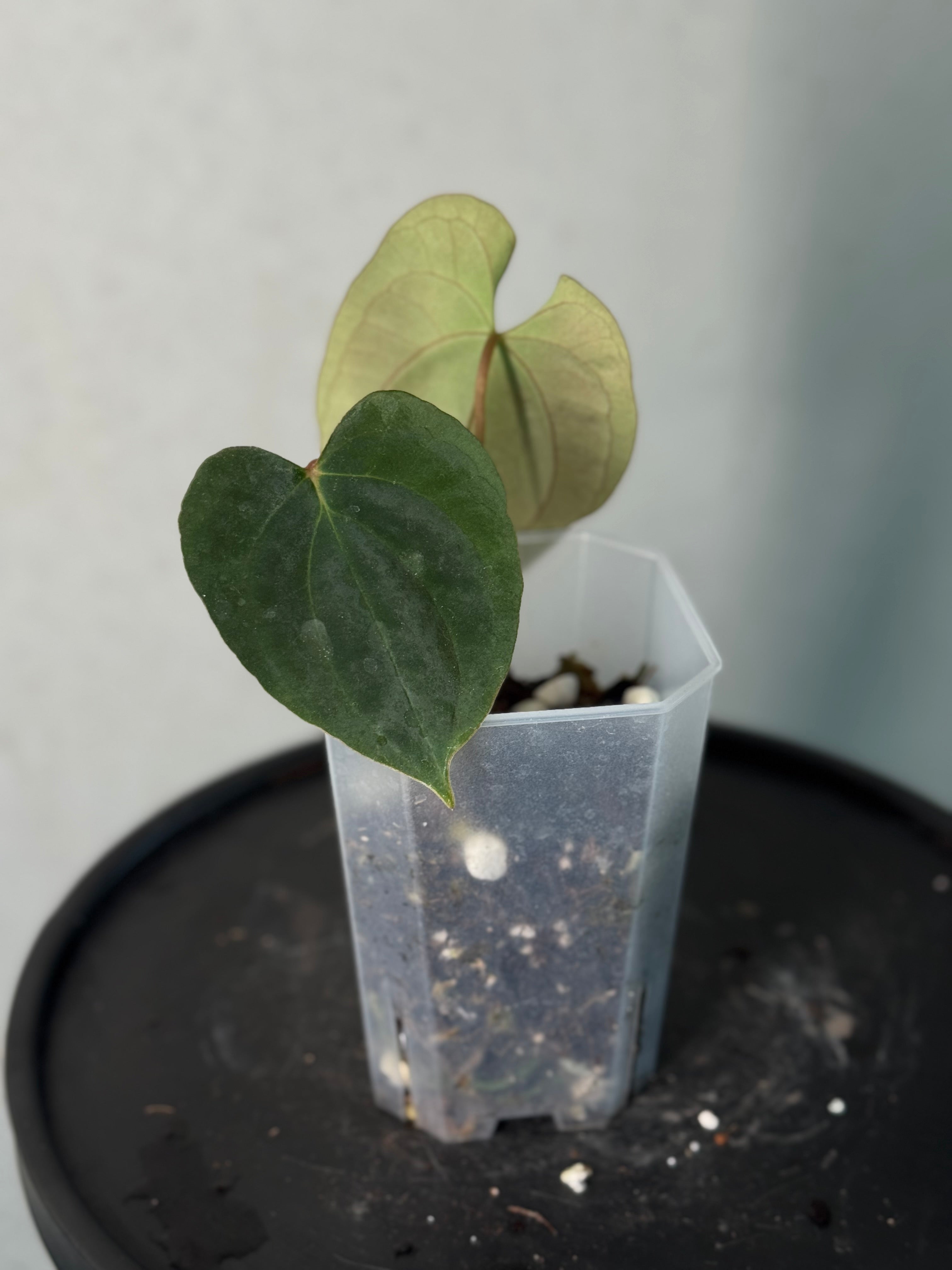 Anthurium FSxRL ‘Grim Reaper’ x Papillilaminum RA6 - Clone