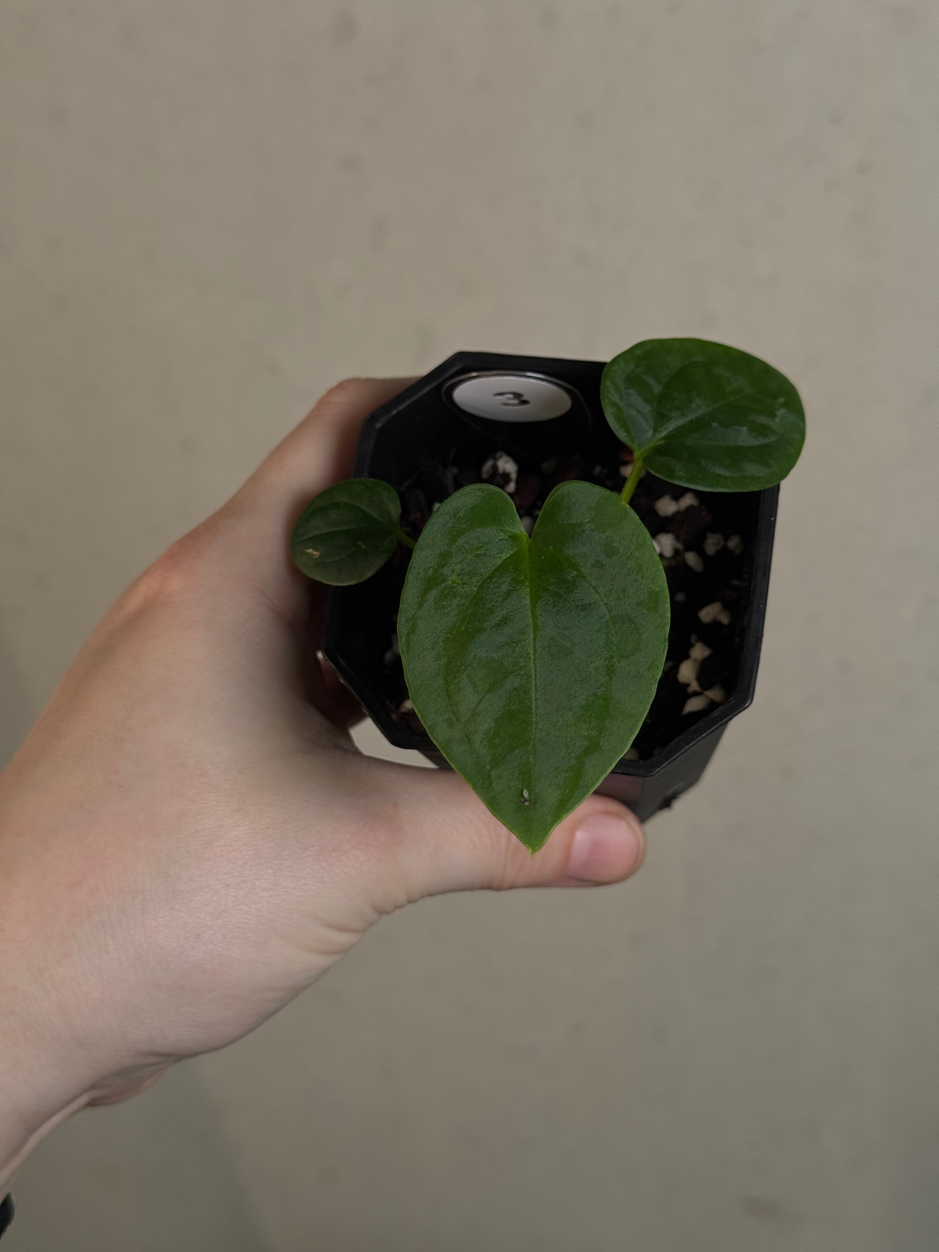 Anthurium BVEP ('Round' x RA1) x Kunayalense CC1