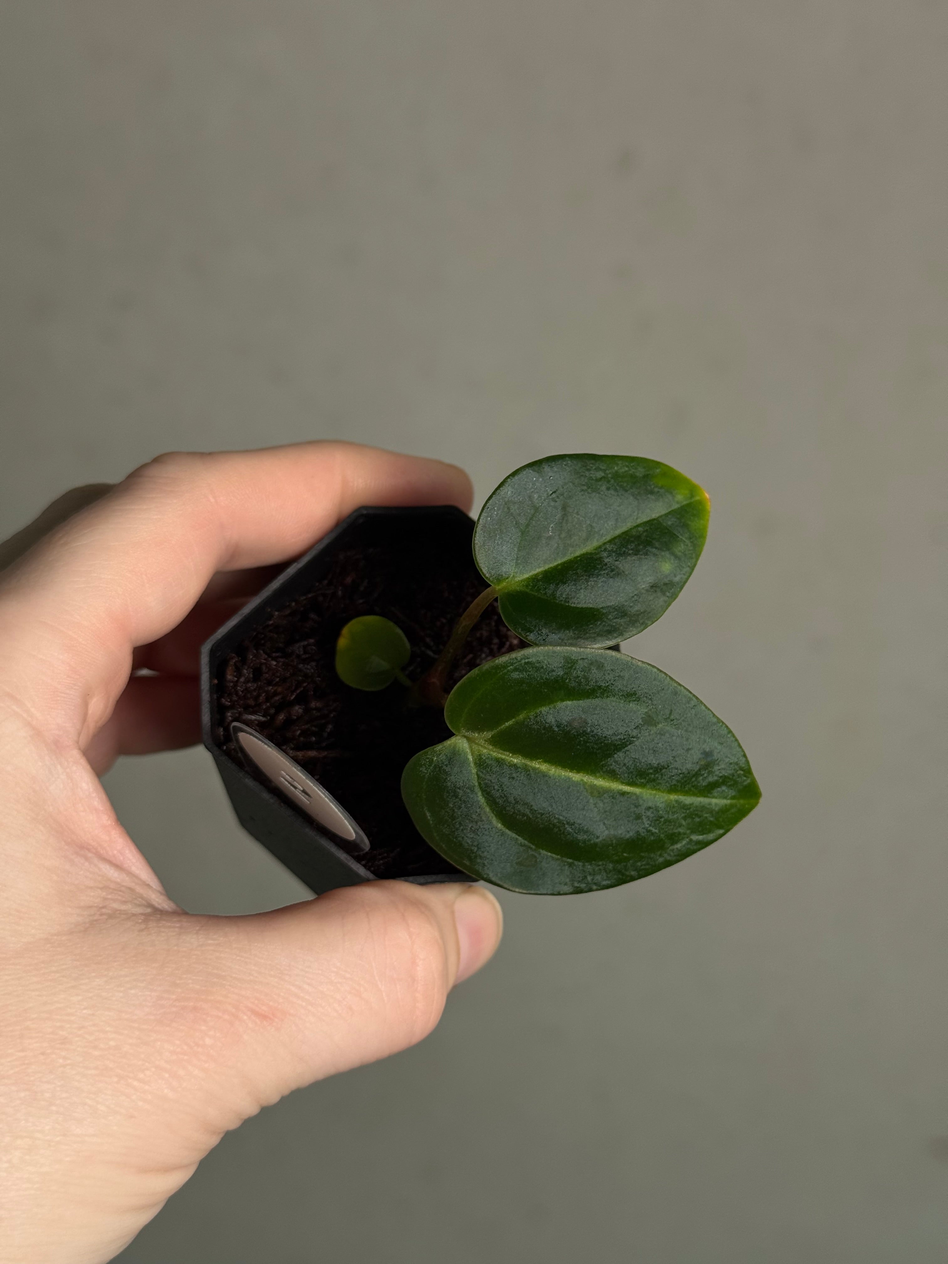 Anthurium Carlablackiae 'JPG.1' x RA10 S1 - SMUKHI