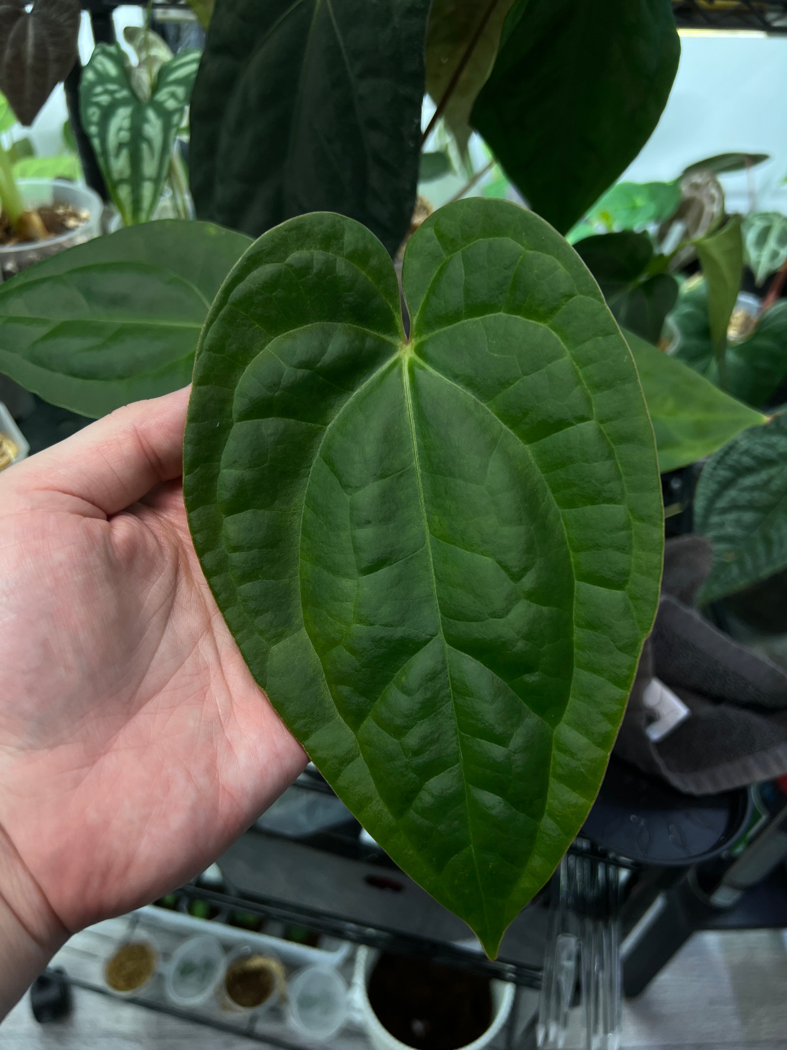 Anthurium Crystallinum x Luxurians
