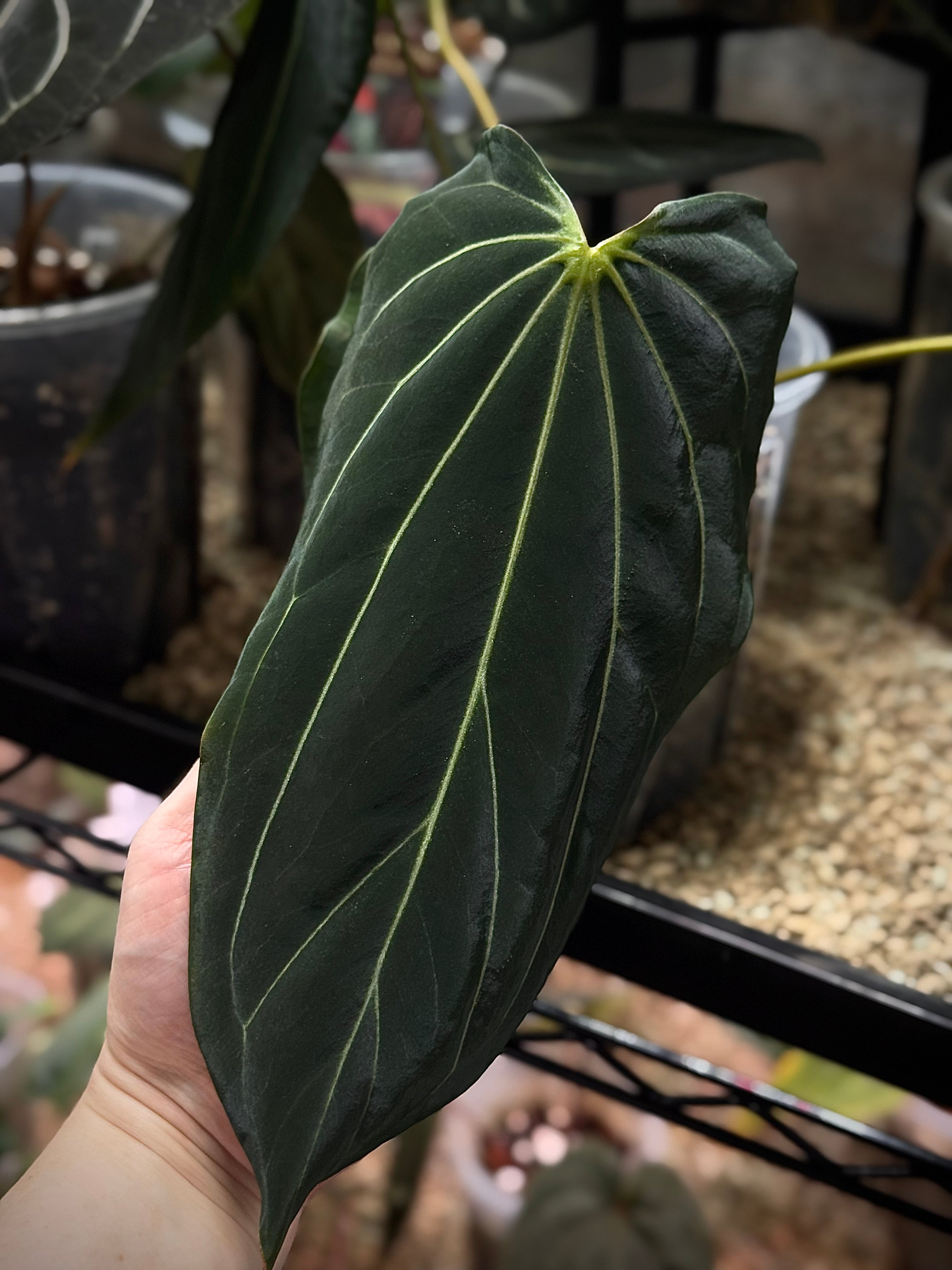 NFS: Anthurium DocBlock Black Widow '13' x '43' #1 - SMUKHI