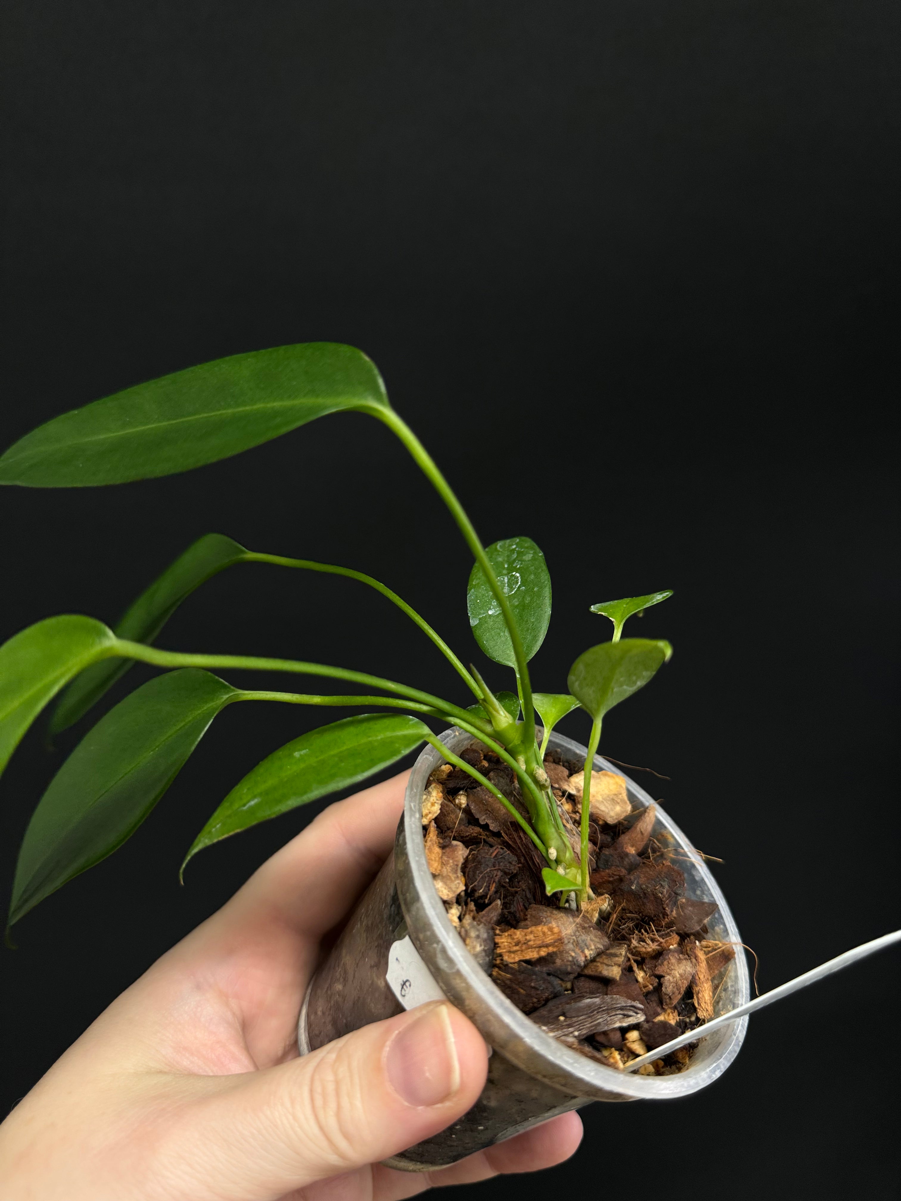 Anthurium Wendlingeri - Small/Medium