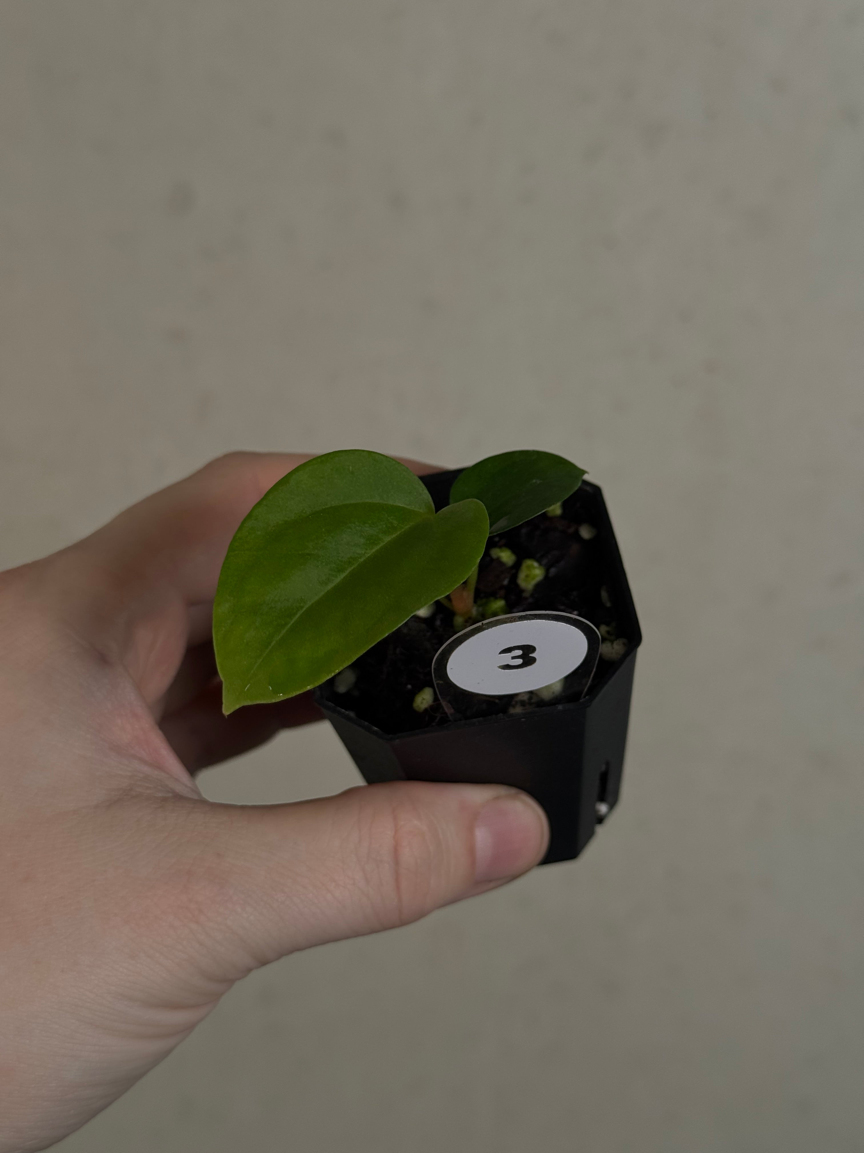 Anthurium Singapore Trilobe x Carlablackiae ‘JPG.1’