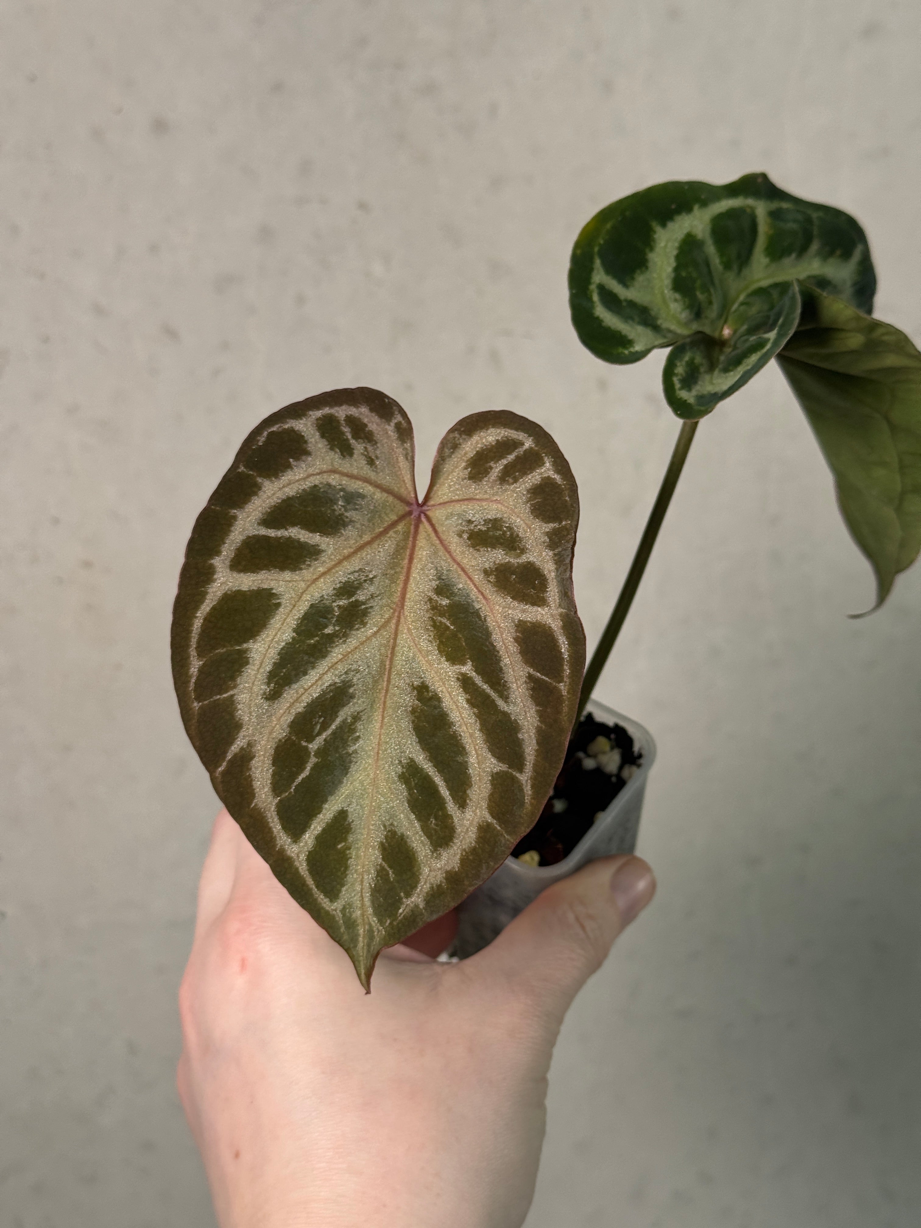 Anthurium Red Crystal Blush '2' x '1' - Clone