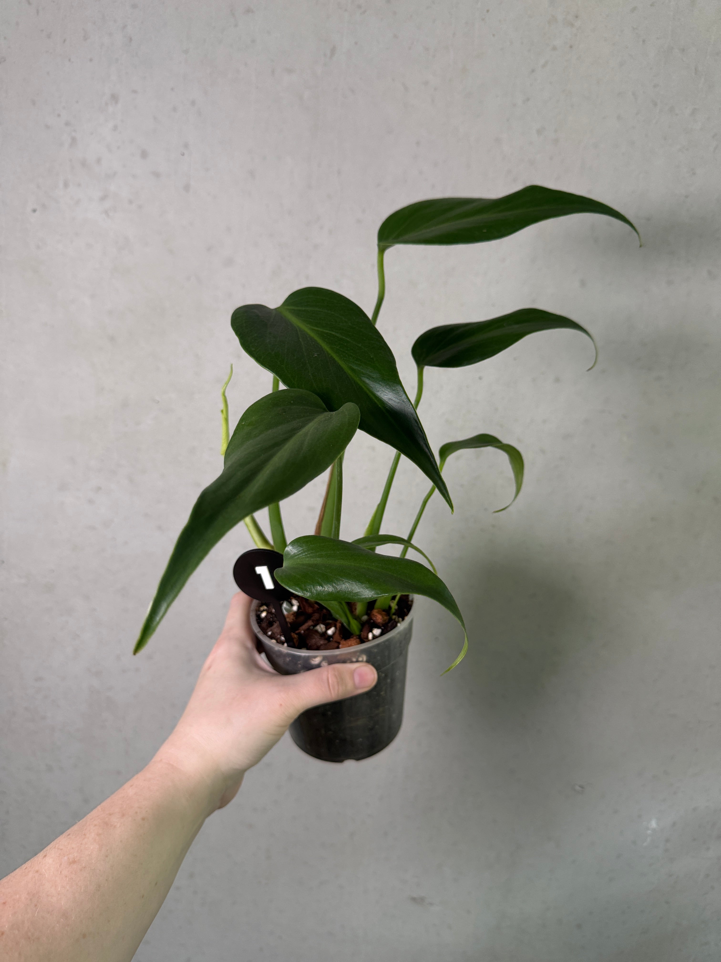 Monstera Burle Marx Flame