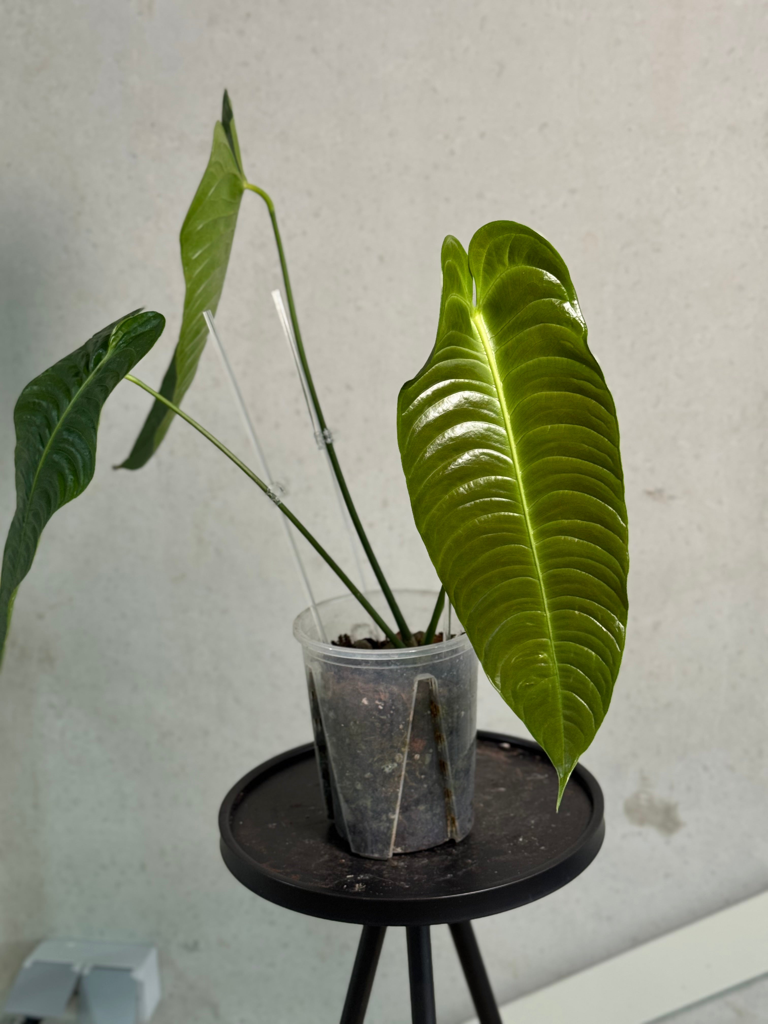 Anthurium Veitchii