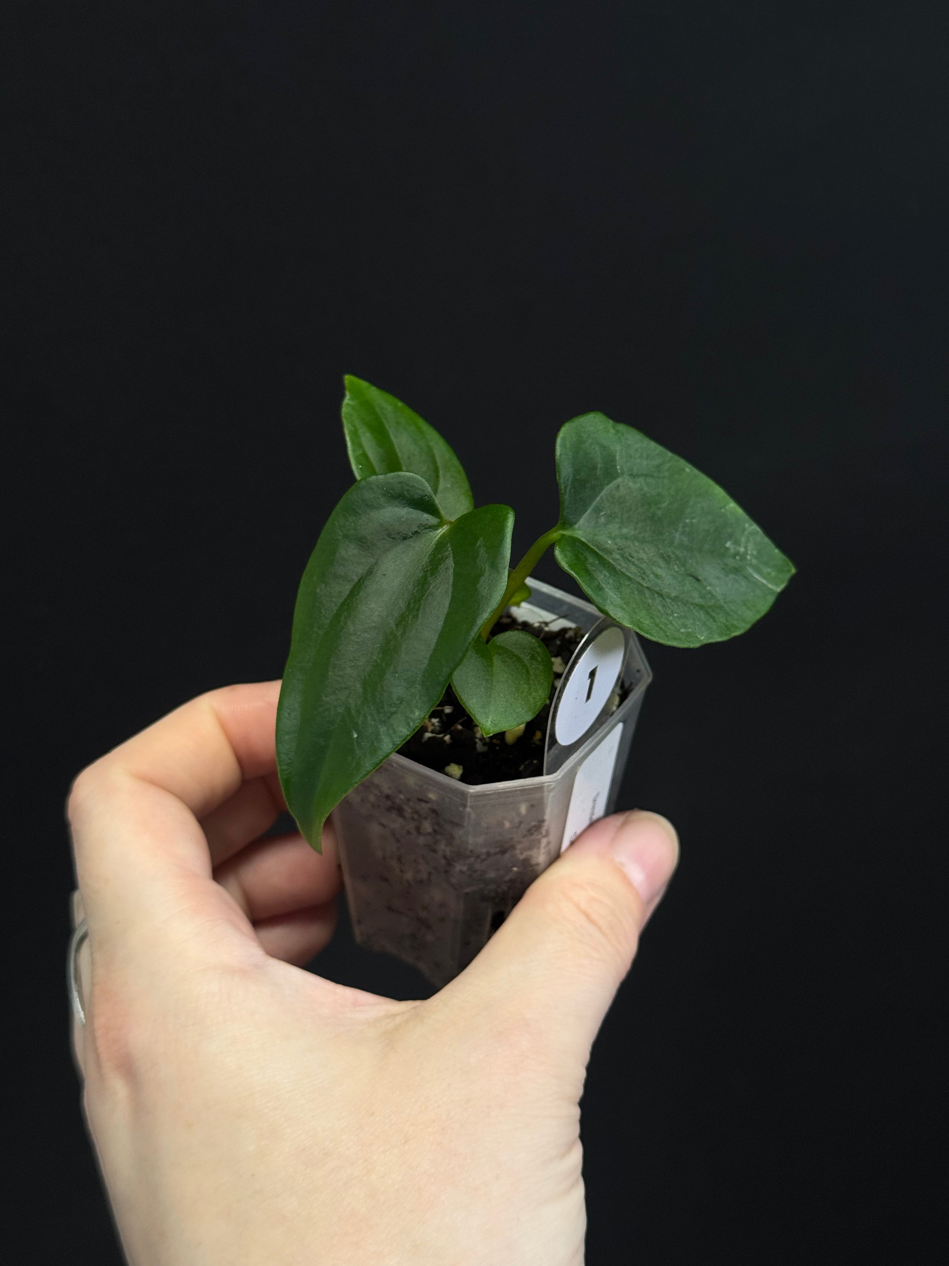 Anthurium Dressleri RG F3 (JV) x self
