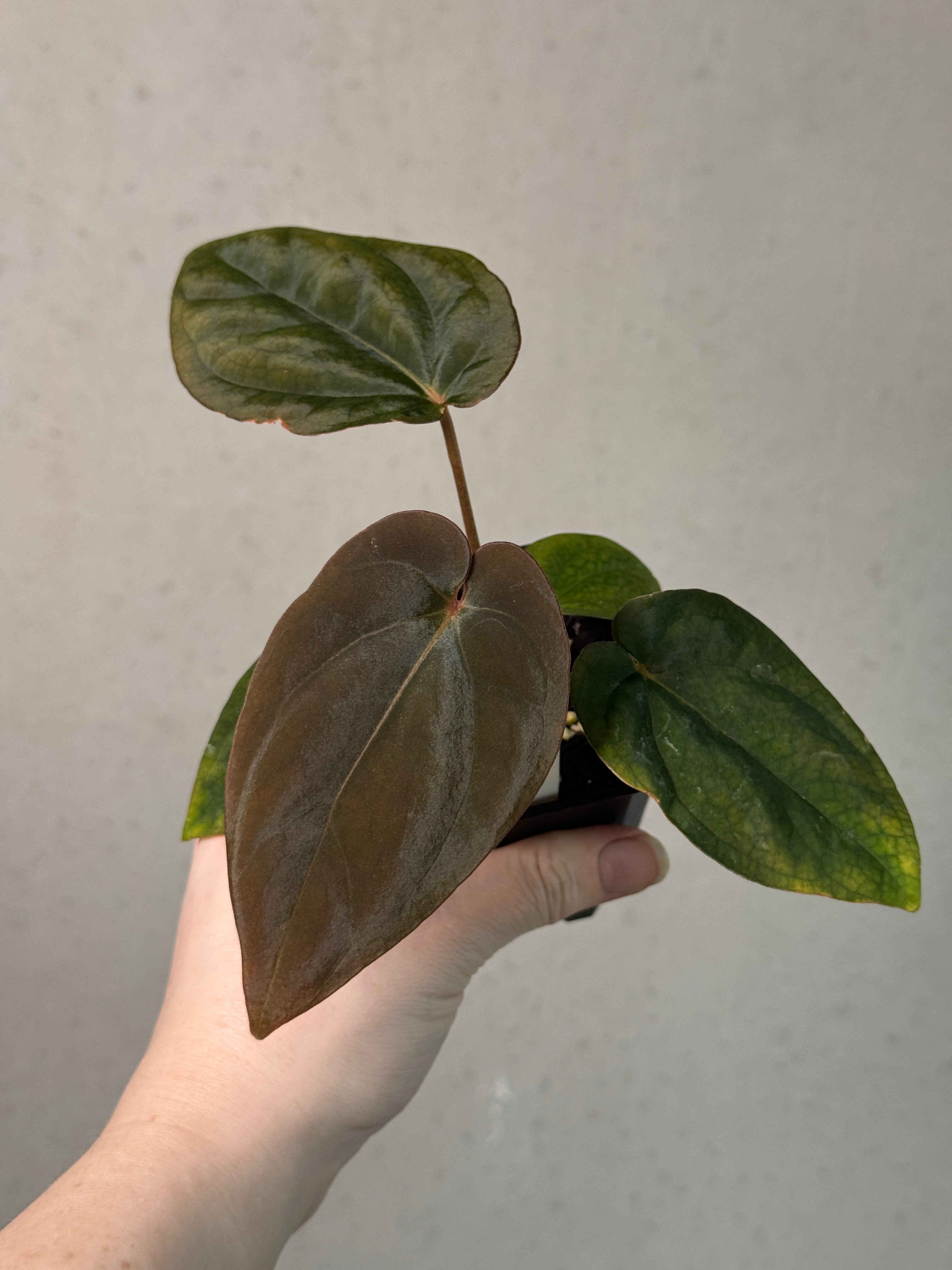 Anthurium BVEP 'Round' x 'Felix' - Clone