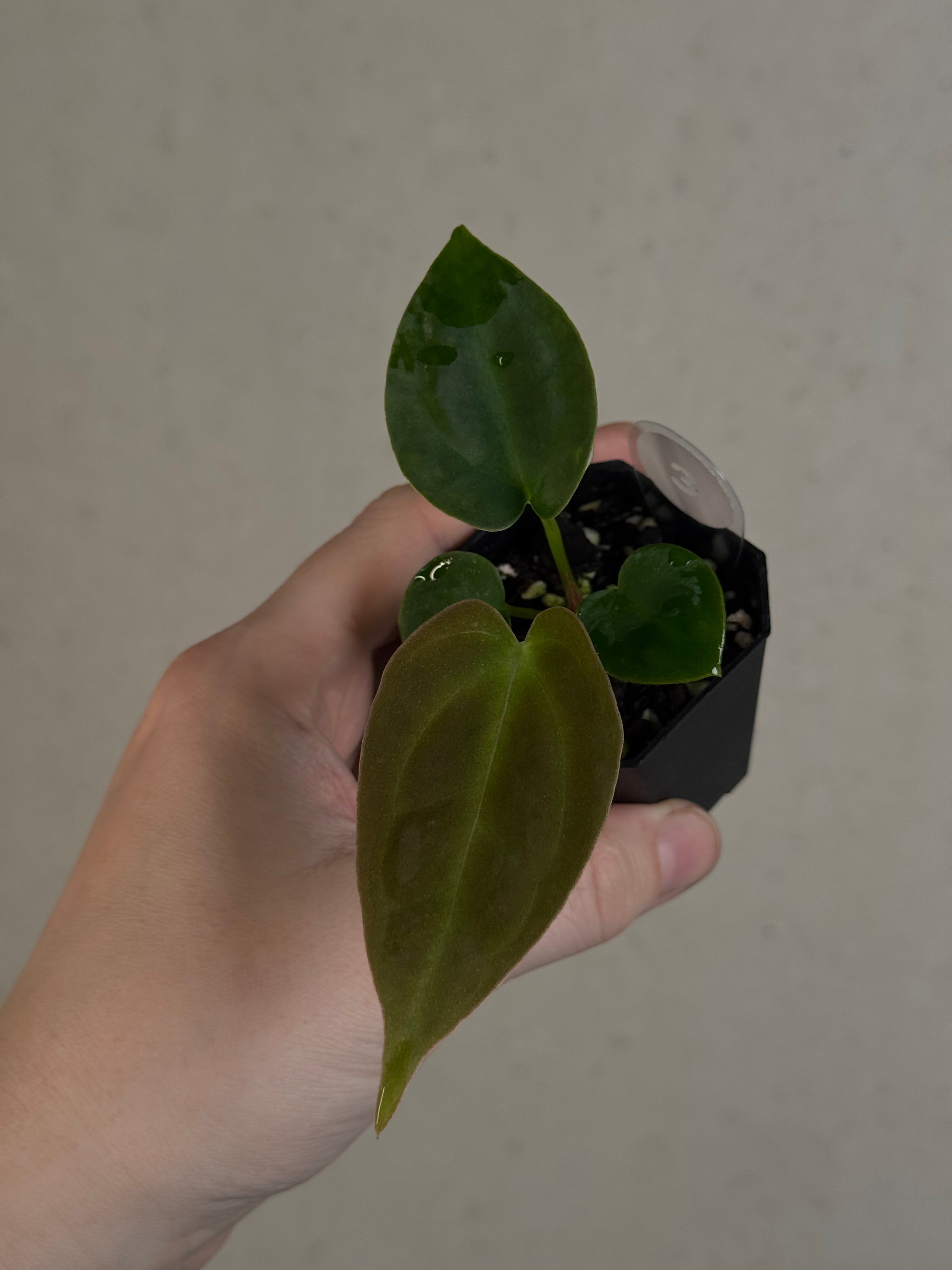 Anthurium ('Red Spider' x Forgetii) x (Black Widow x Red Velvet Cake)