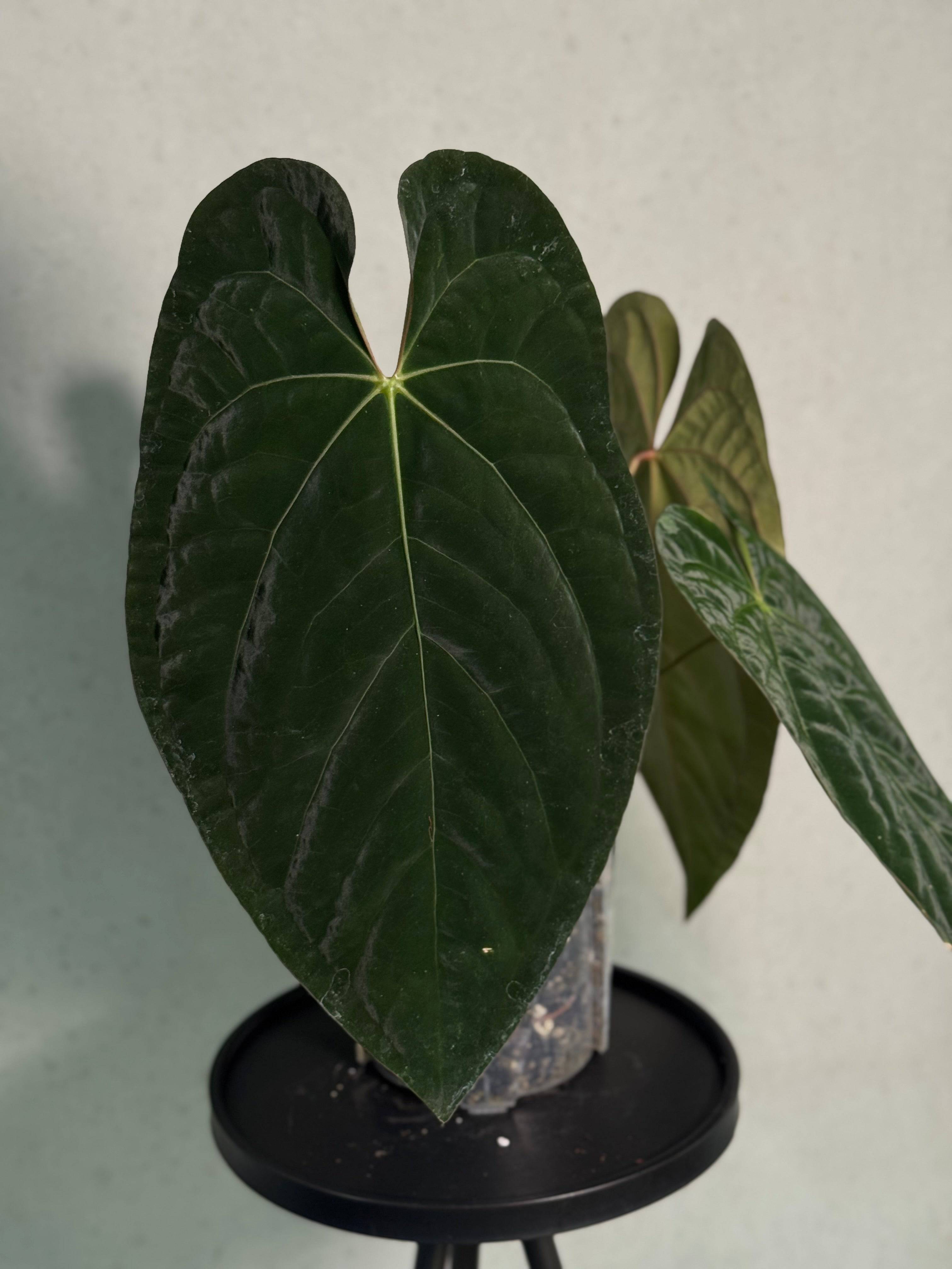 NFS: Anthurium Ace of Spades Dark Form x Papillilaminum "IL" - SMUKHI