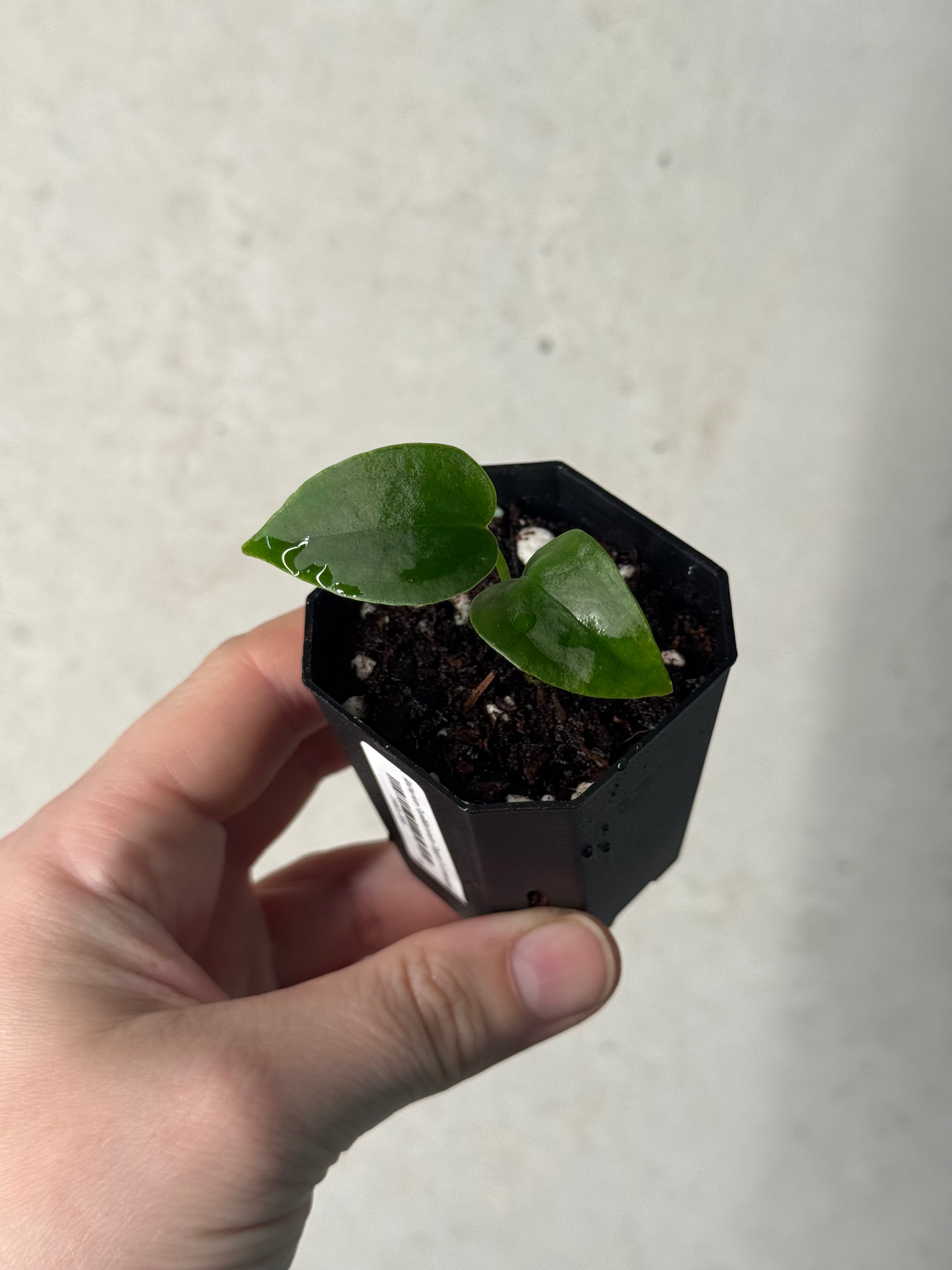 Anthurium Papillilaminum ‘Dagger’ x Luxurians