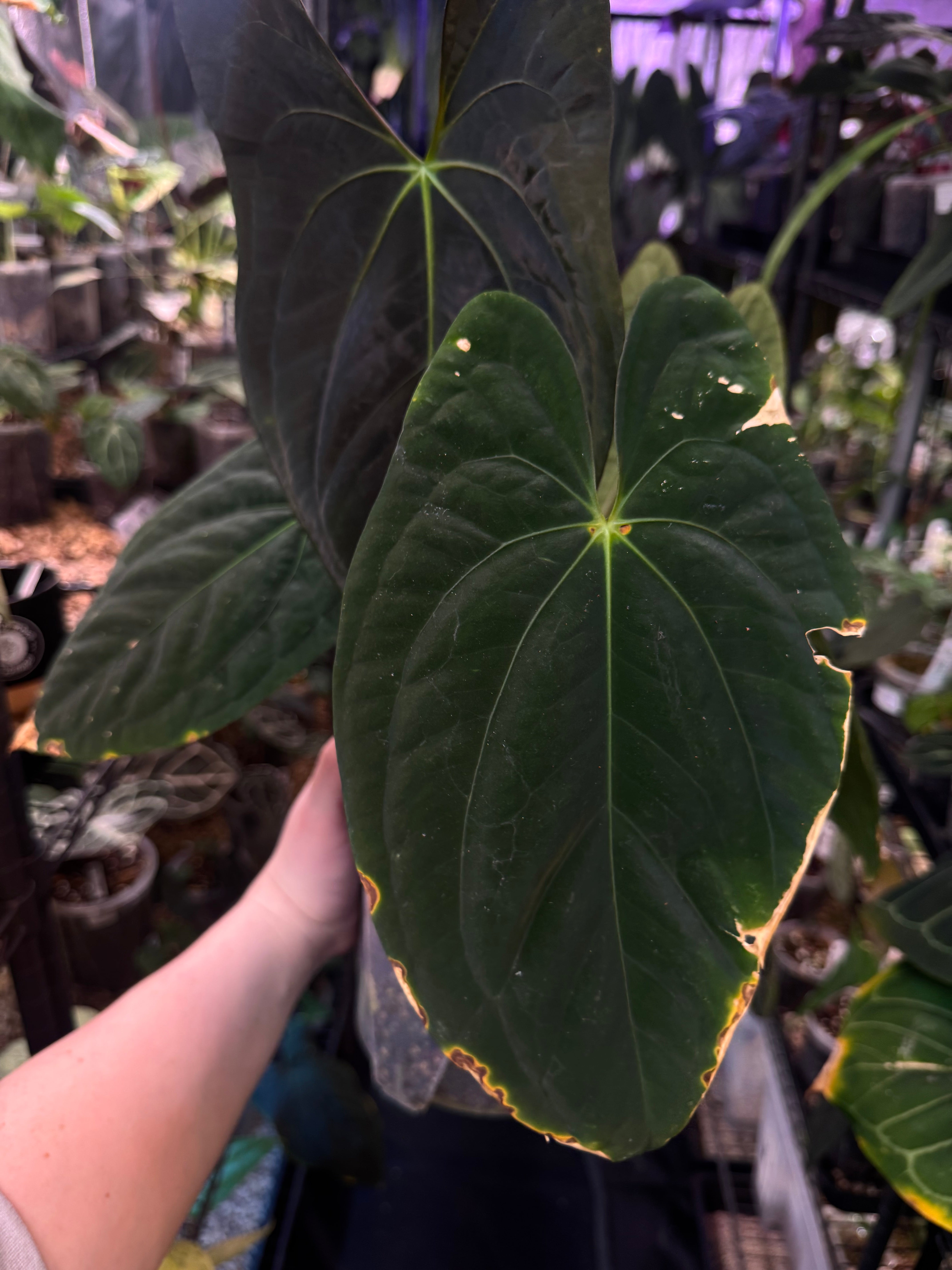 Anthurium Dark Phoenix - Clone