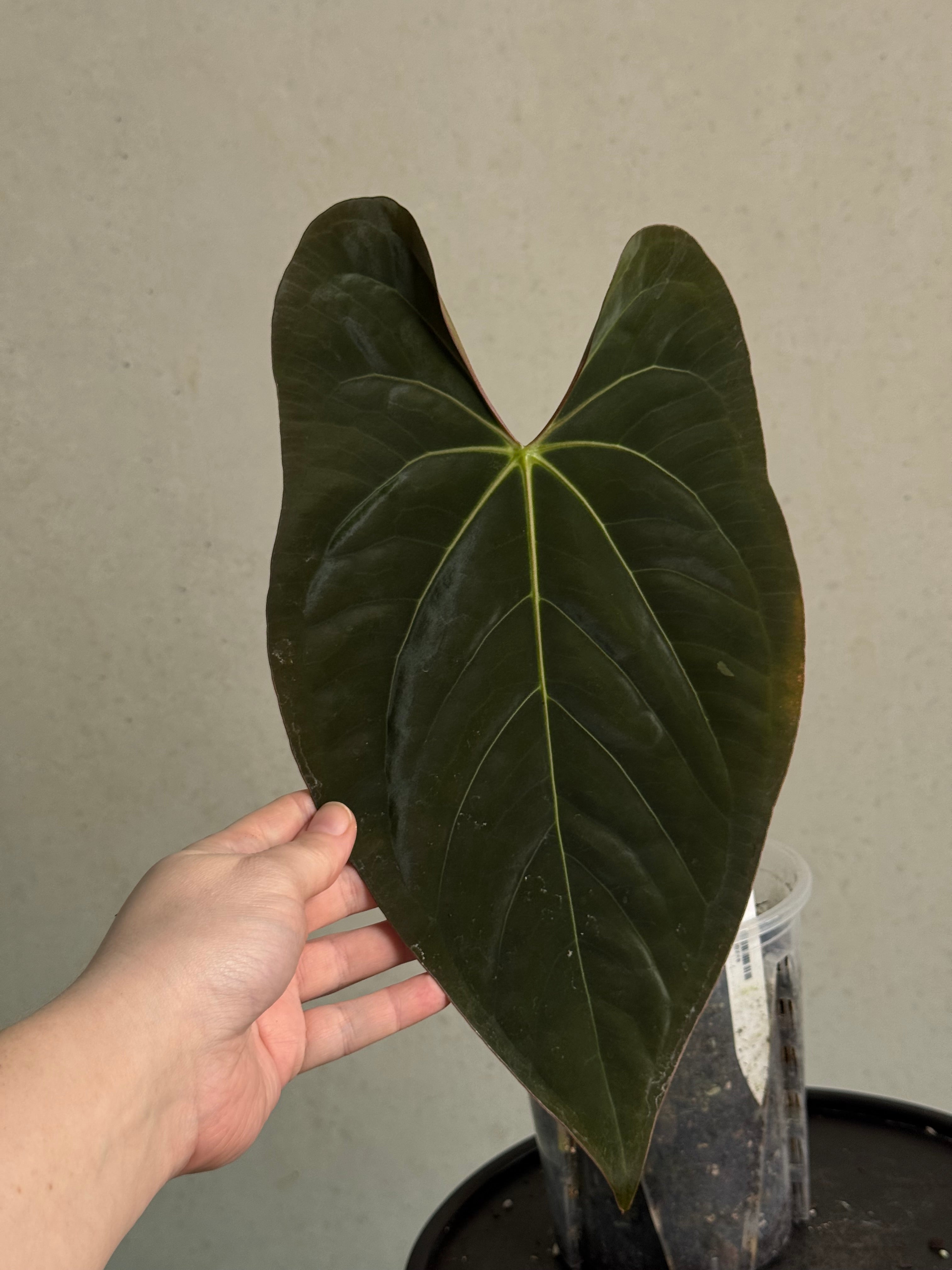 Anthurium Ace of Spades Dark Form x Papillilaminum 'Incurved lobes' - SMUKHI