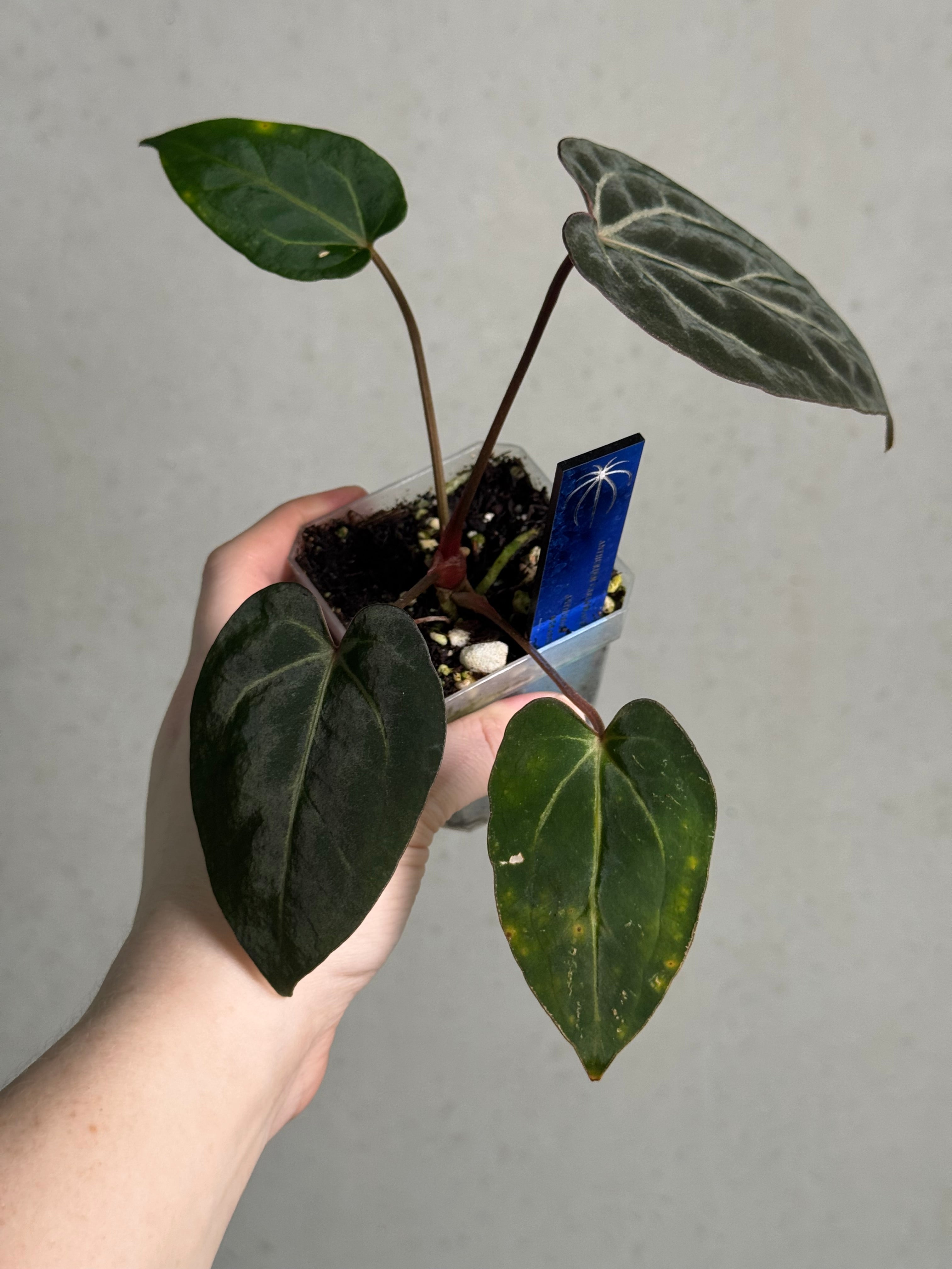 Anthurium Carlablackiae ('Round' x GPH-001) x Portillae 'Dorito' - SMUKHI