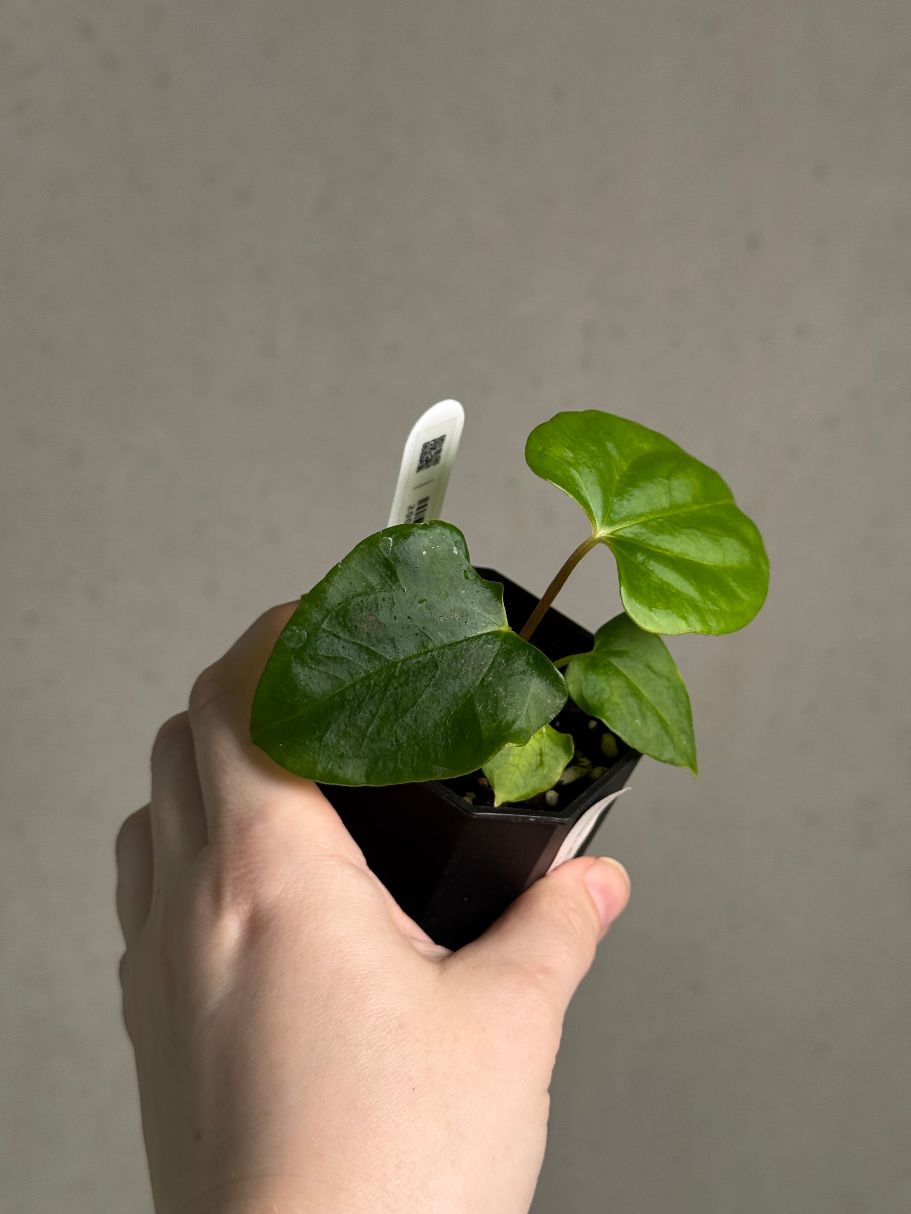 Anthurium Fort Sherman S1 x Ralph Lynam S1 - SMUKHI