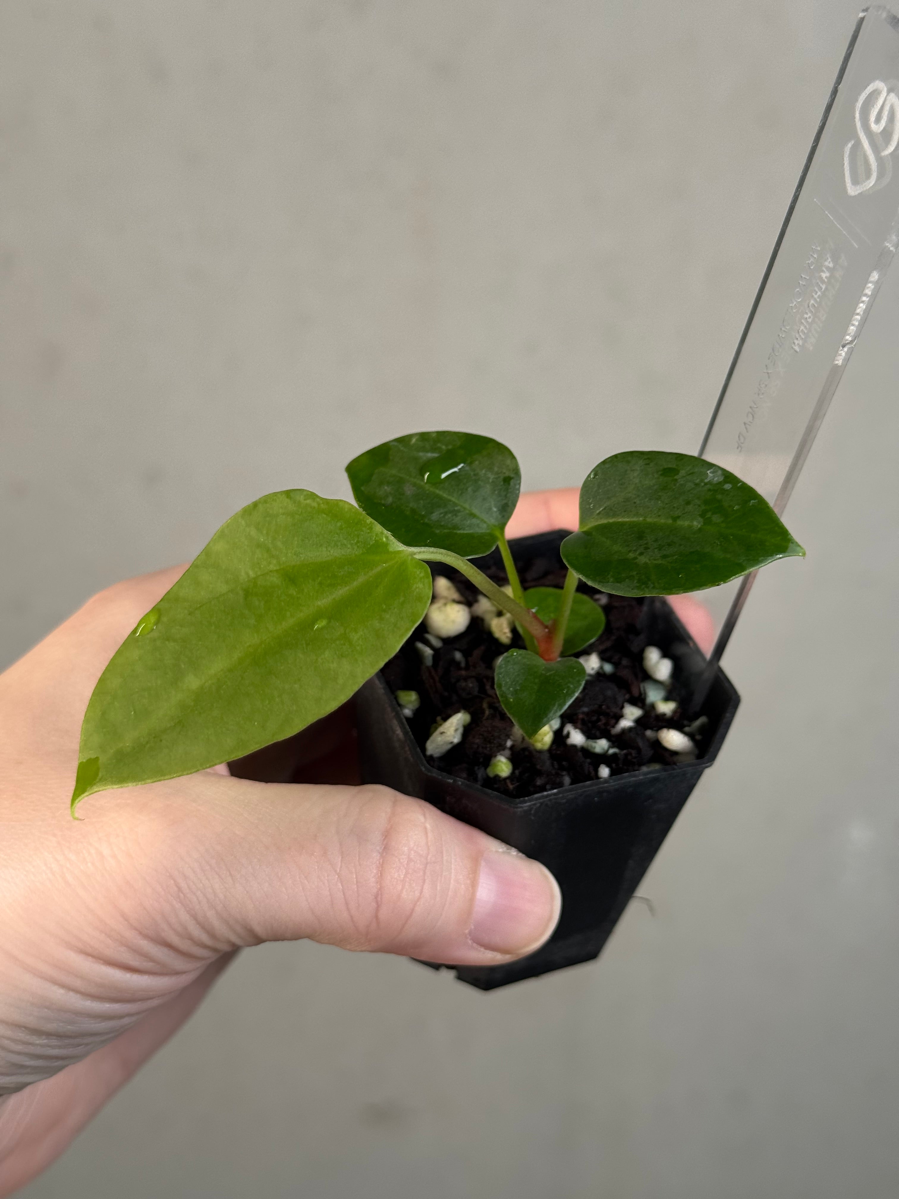 Anthurium Mr. Worldwide x sp. Nov DF