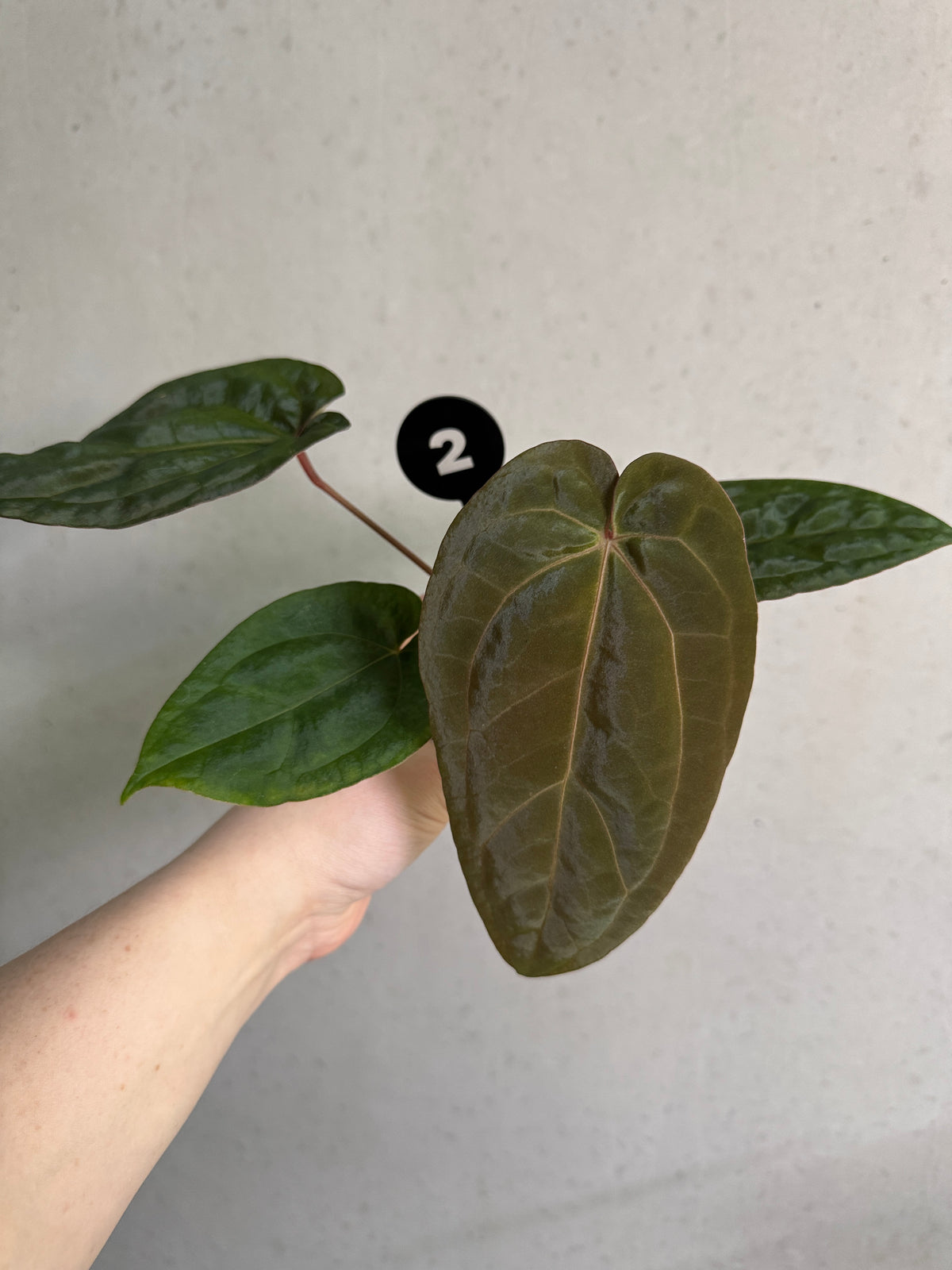 Variegated Stingray Anthurium Fort Sherman x open plant with vibrant green and white variegated leaves, lush foliage, and healthy growth.
