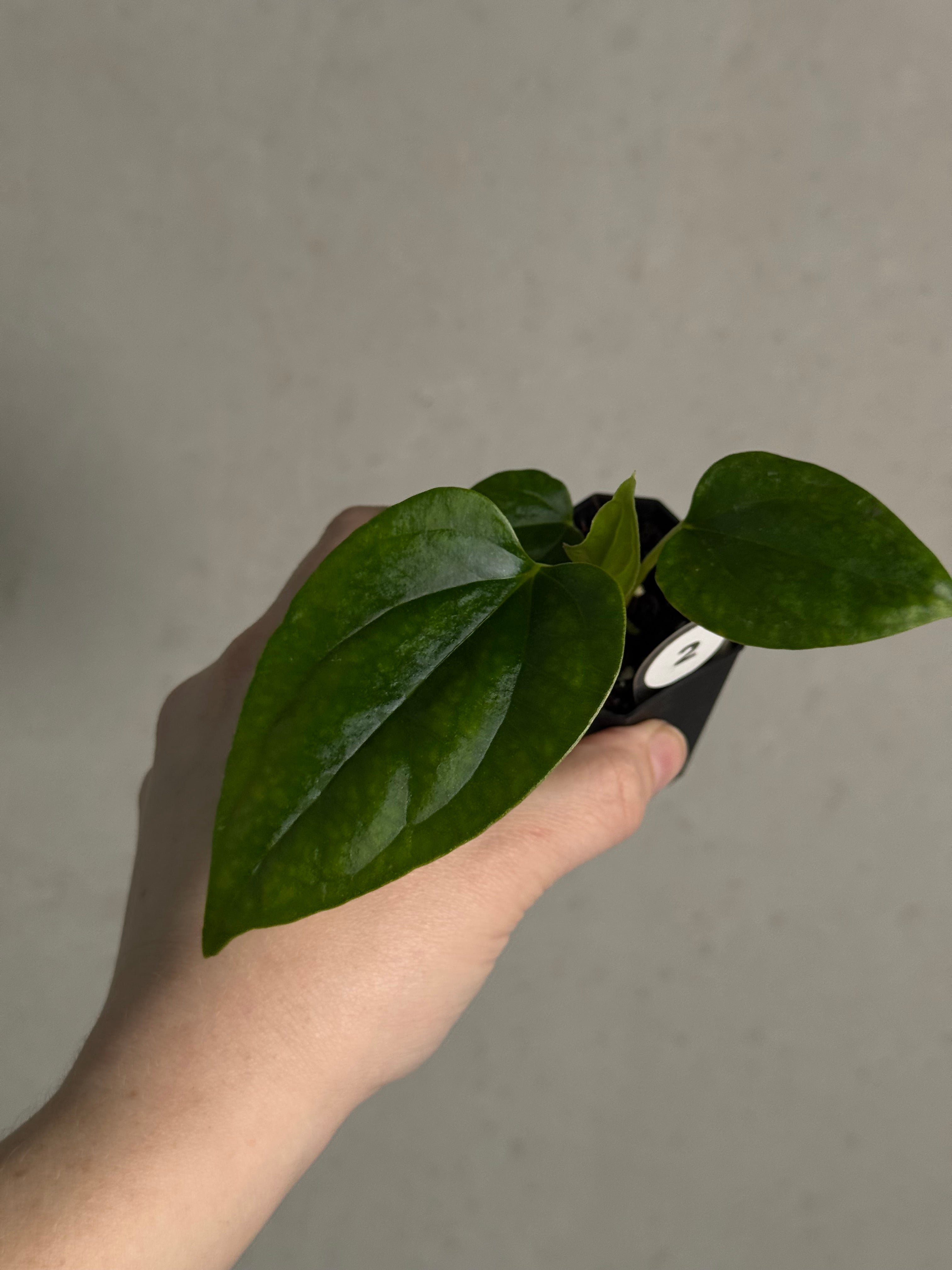 Anthurium Mr. Worldwide x Debile - SMUKHI