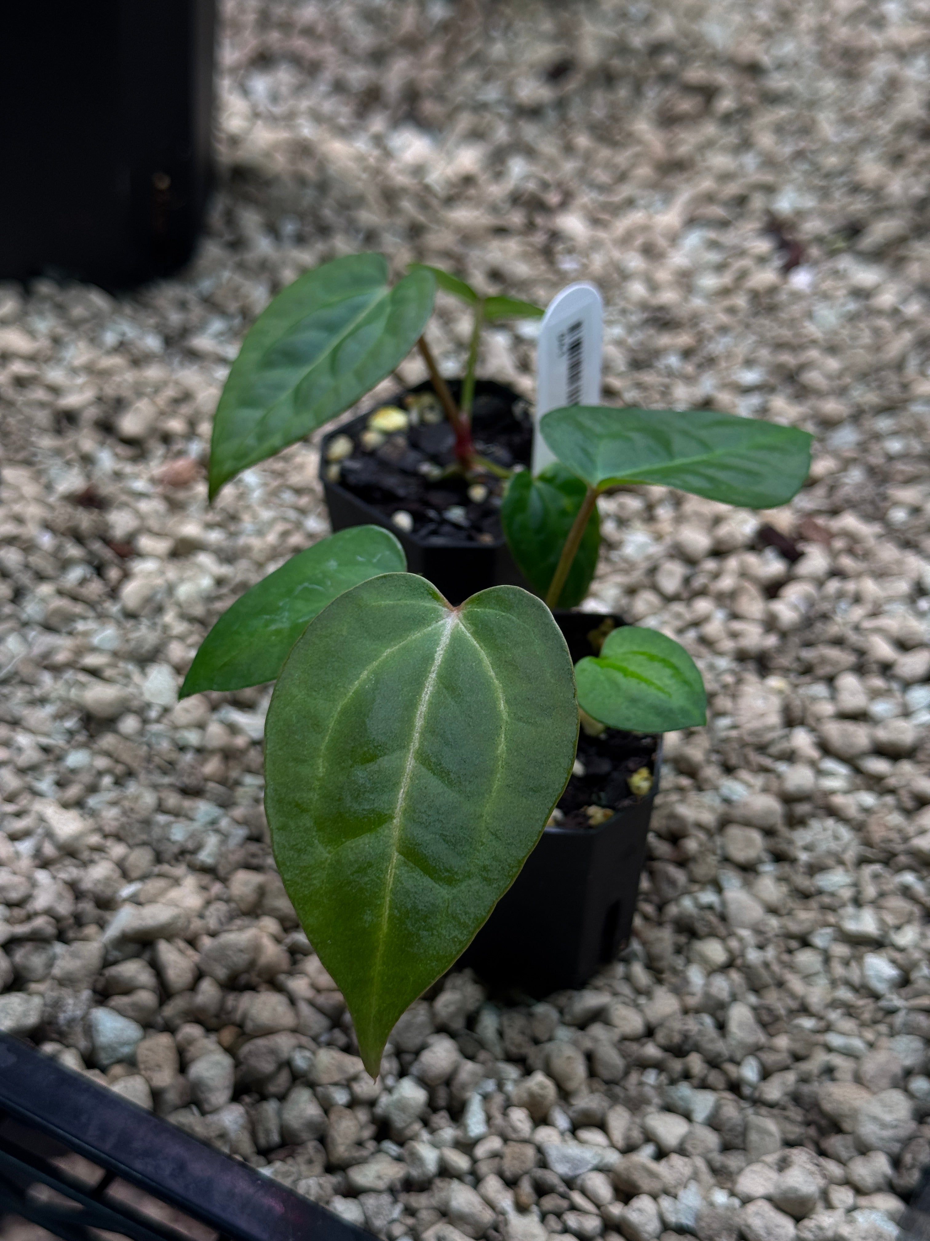 Anthurium Singapore Trilobe x Carlablackiae ‘JPG.1’