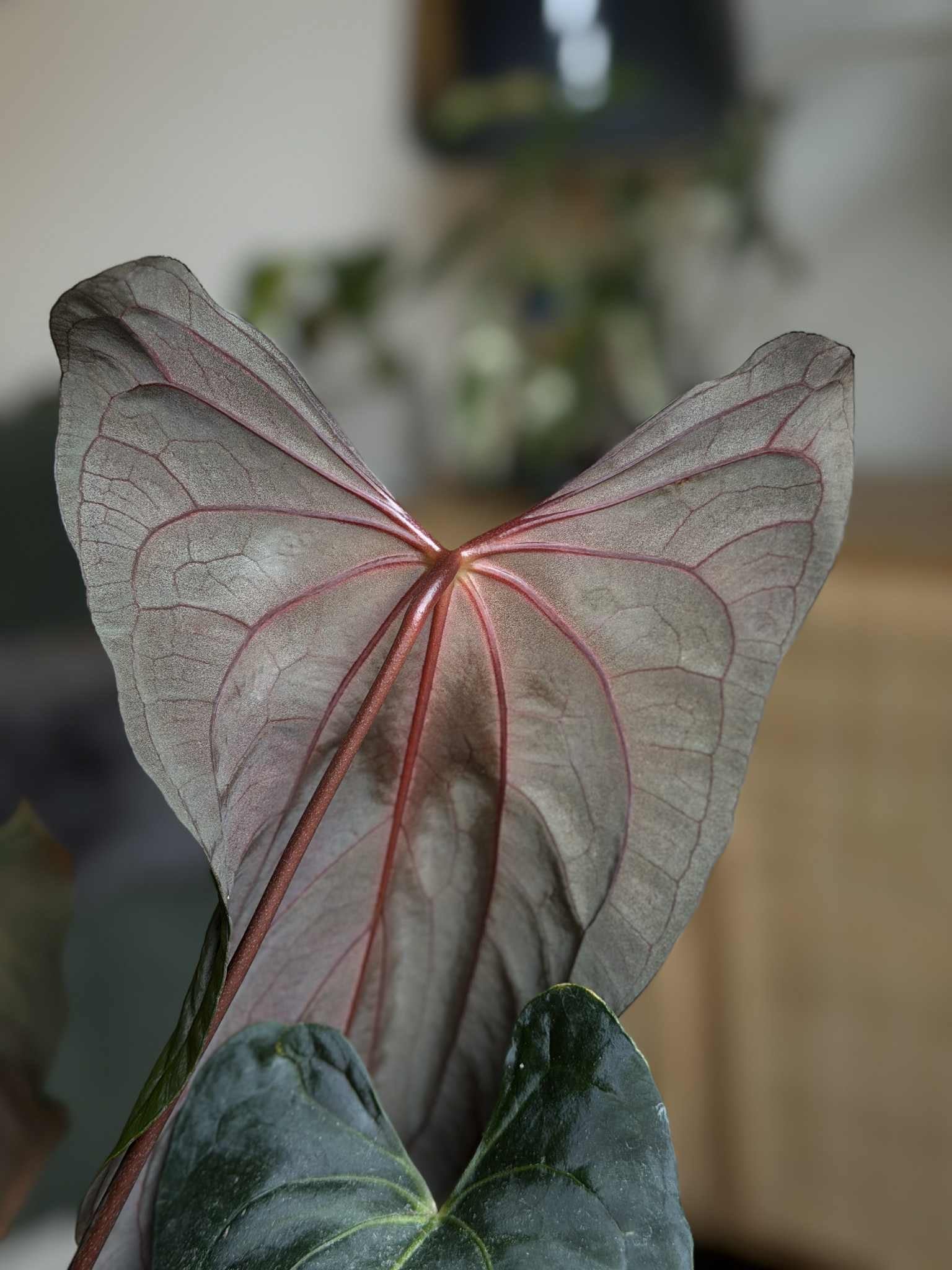 NFS: Anthurium FSxRL F2