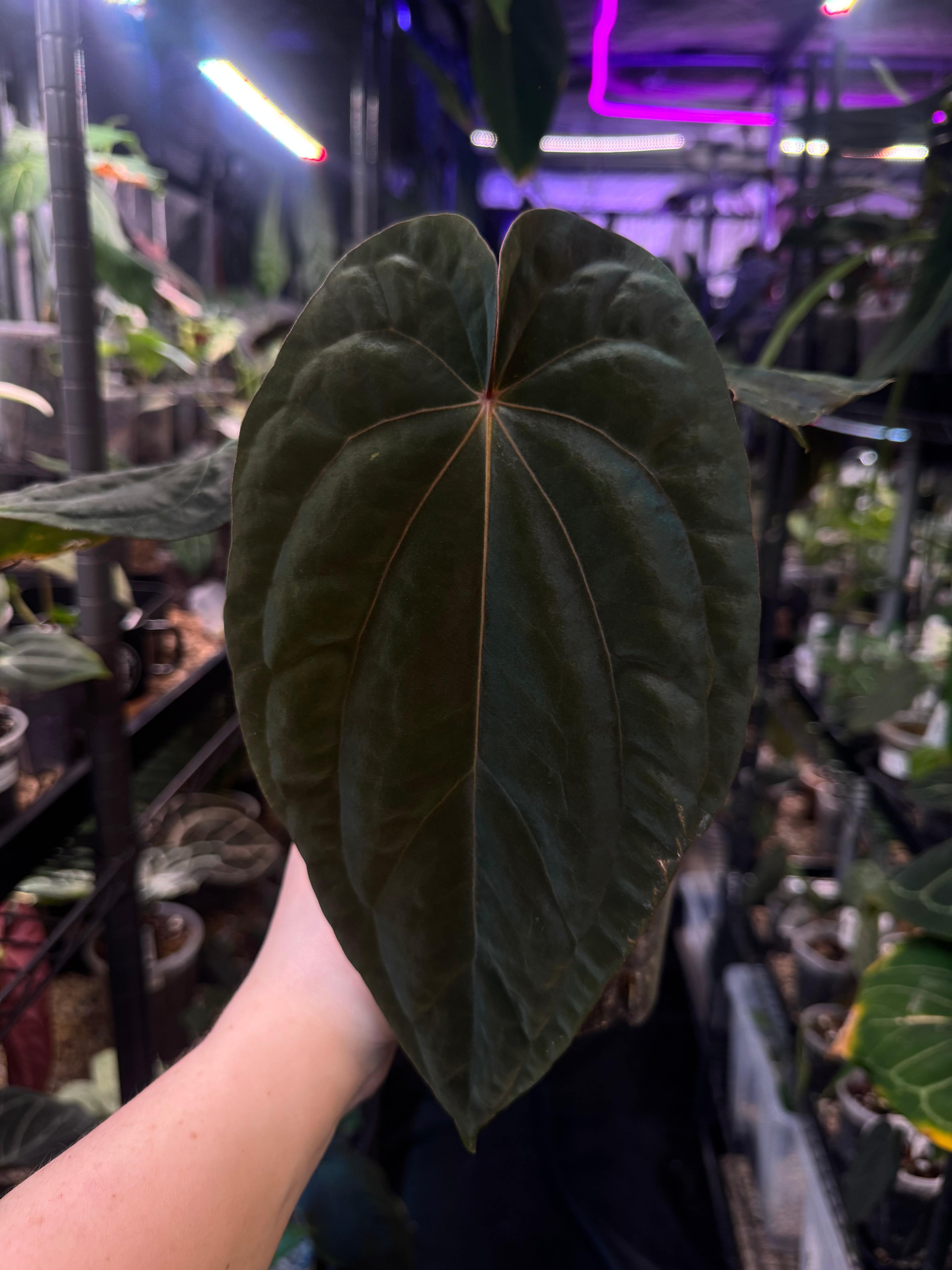 Anthurium Dressleri NSE 'Obsidian' - Clone - SMUKHI