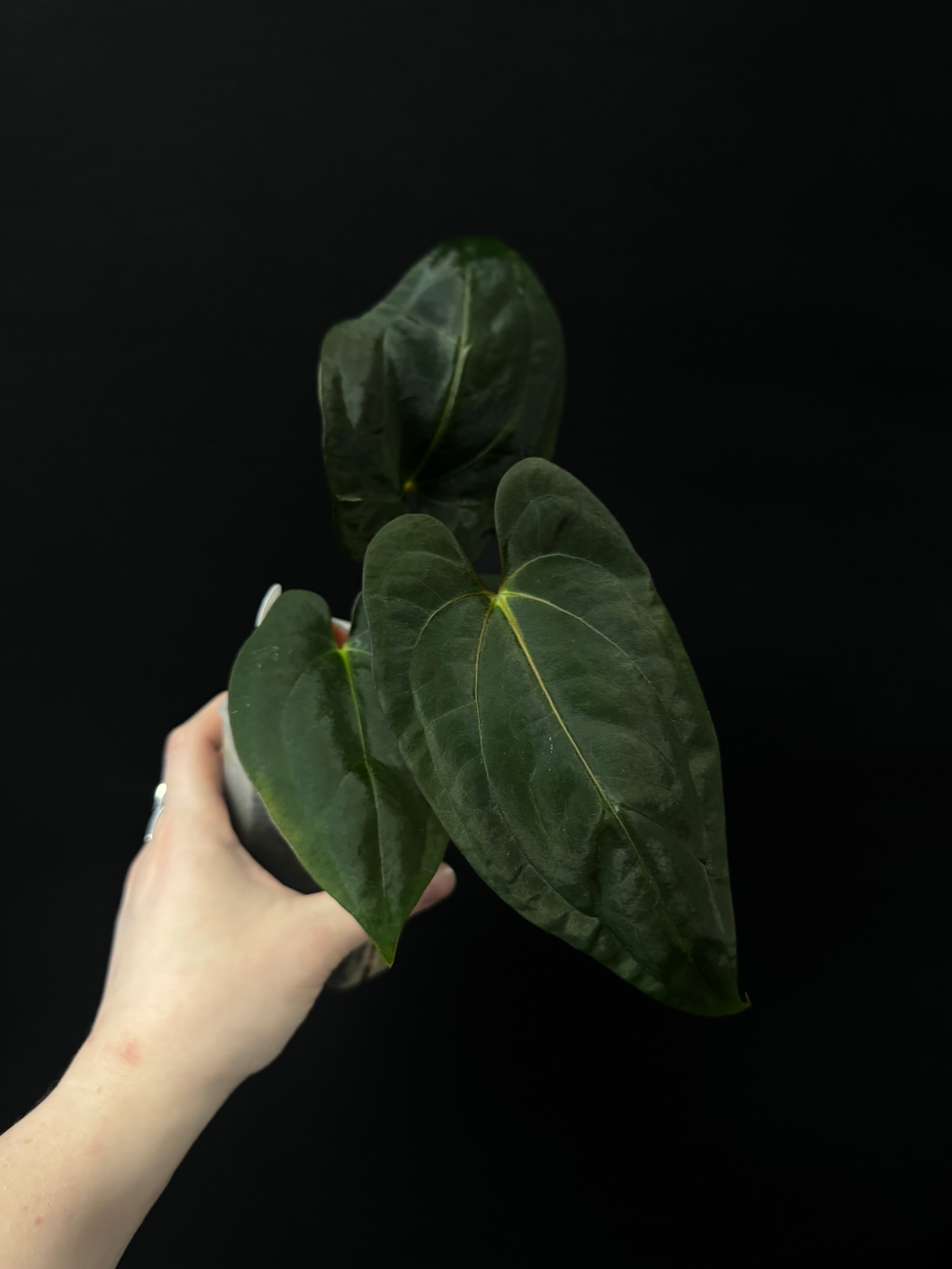 Anthurium RLxFS x Dark Phoenix
