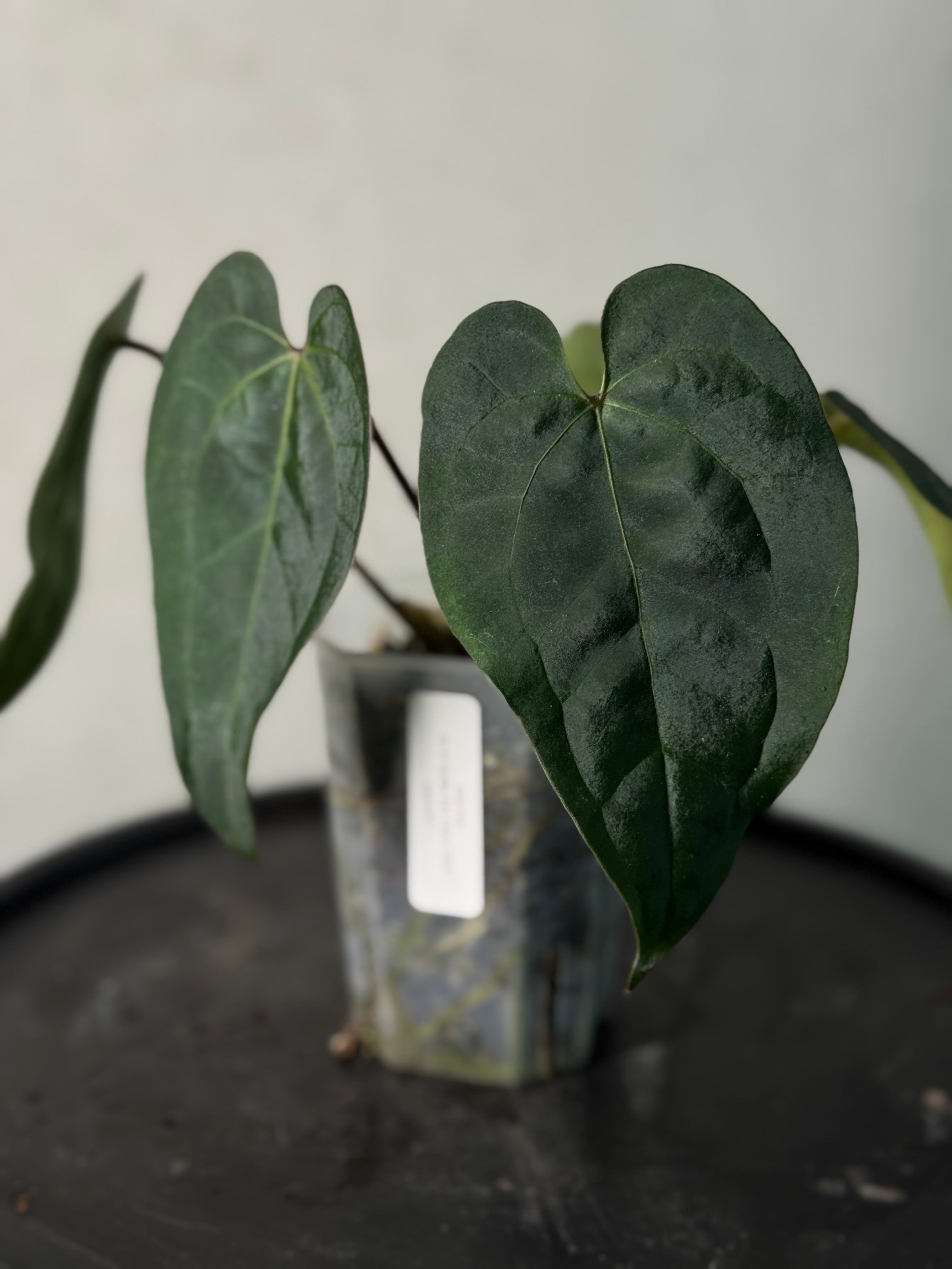 Anthurium Ace Of Spades Dark Form F1 (SKG)