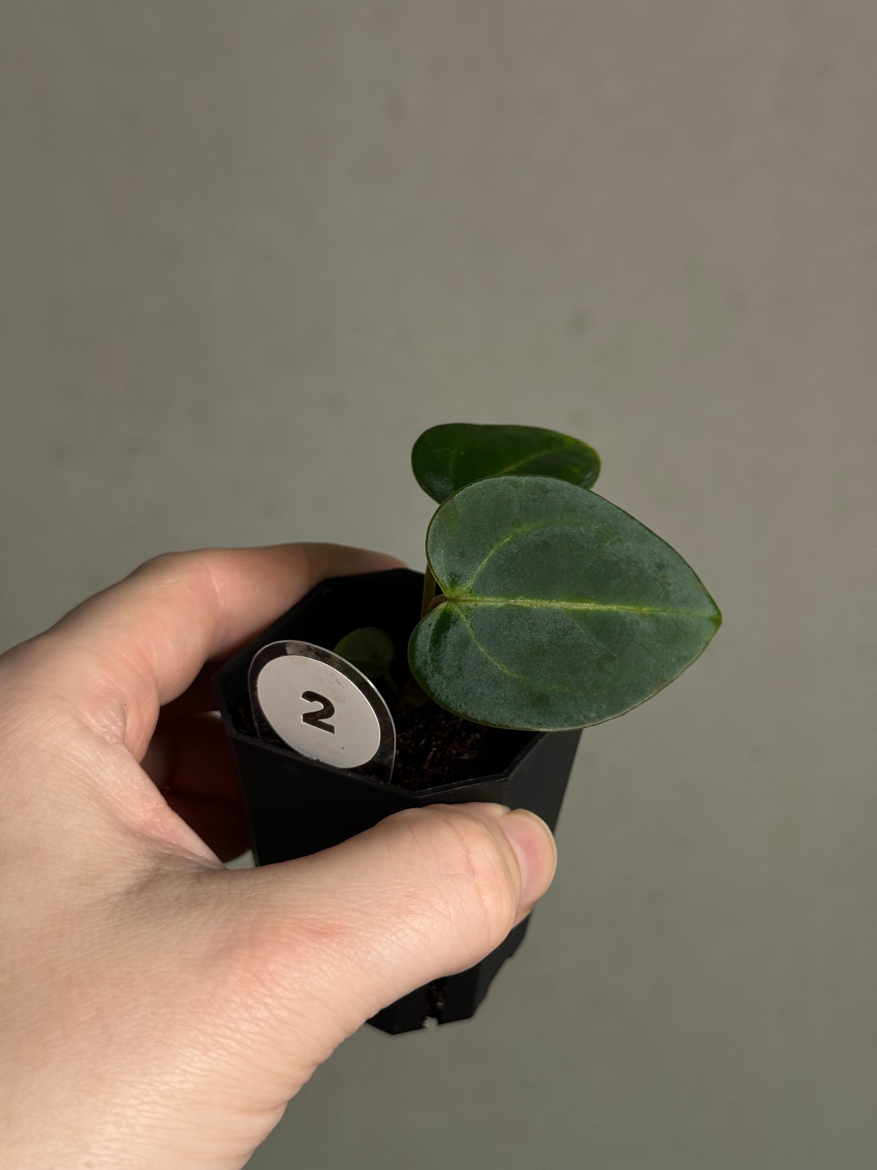 Anthurium Carlablackiae 'JPG.1' x RA10 S1 - SMUKHI