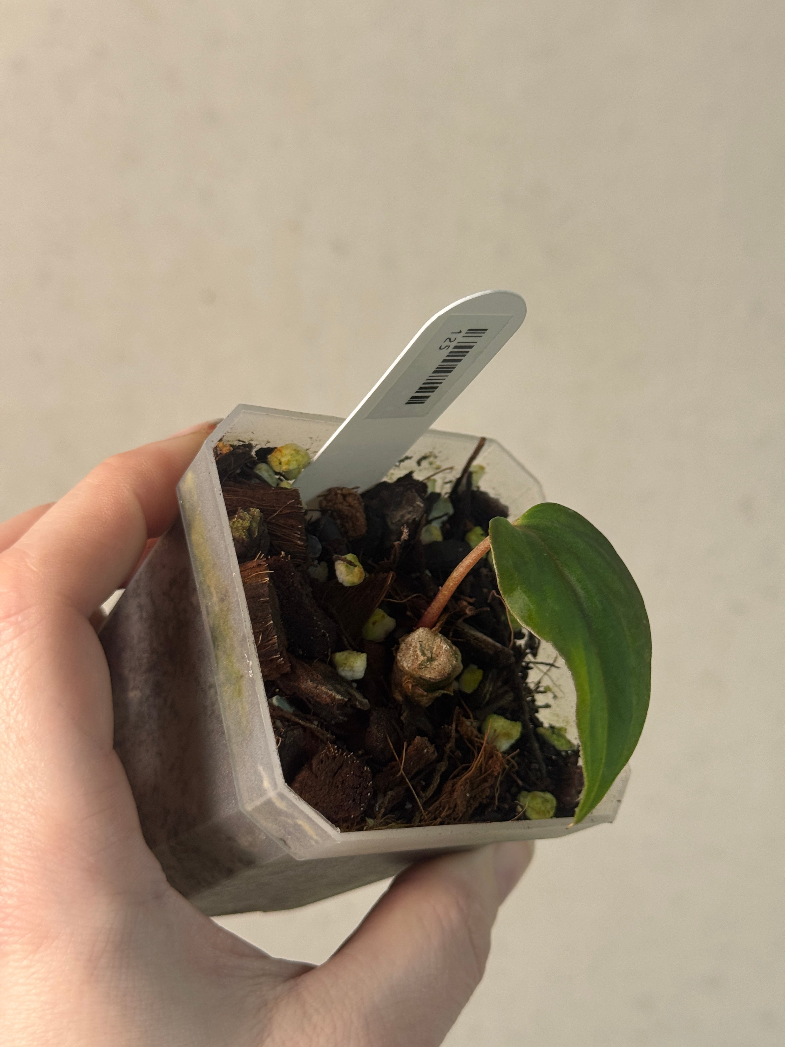 Anthurium Midnight Velvet x BVEP (Tezula) - Clone