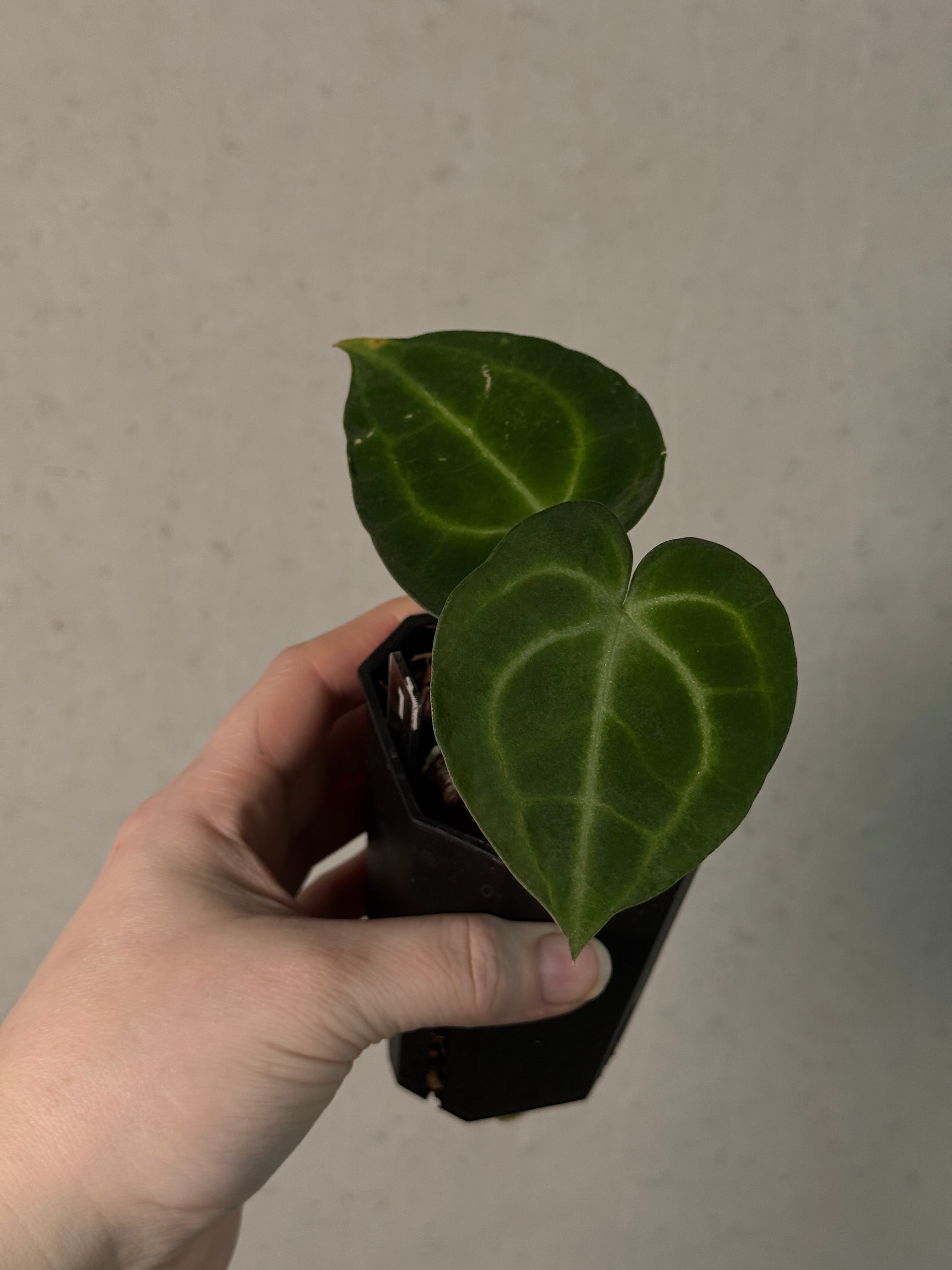 Anthurium King Clarinervium ‘Sulanjana’