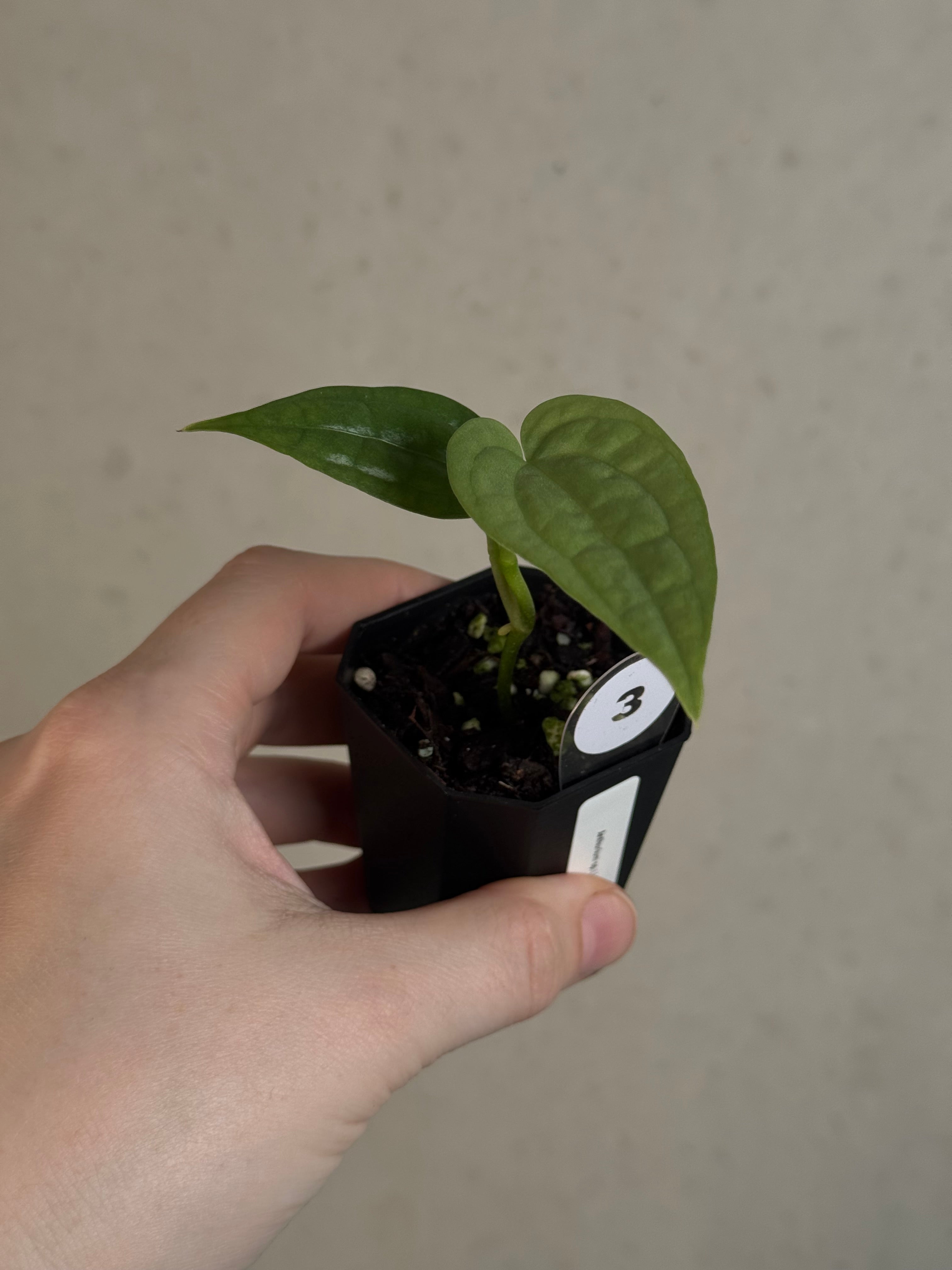 Anthurium sp. Limon