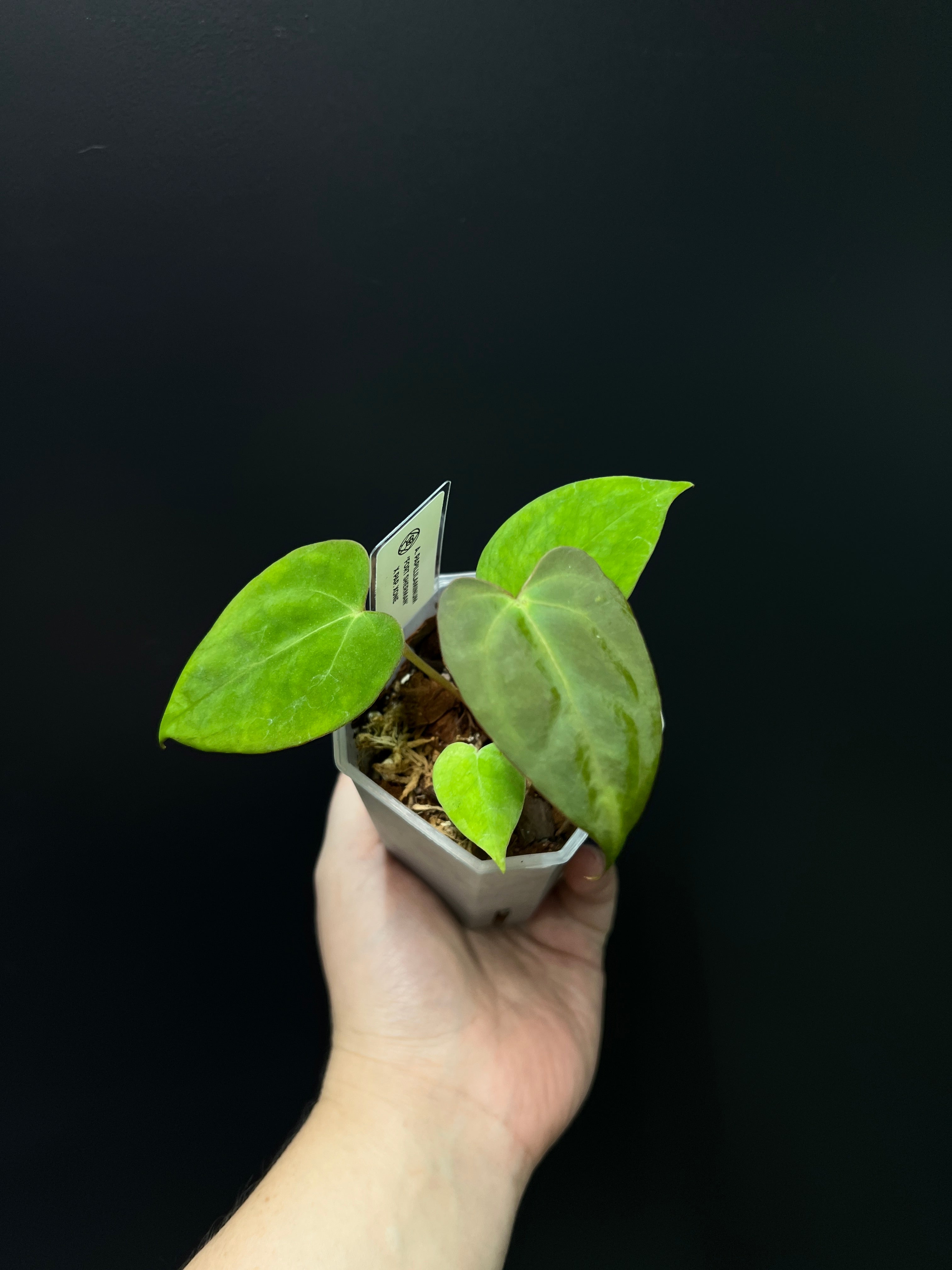 Anthurium Fort Sherman x XOne