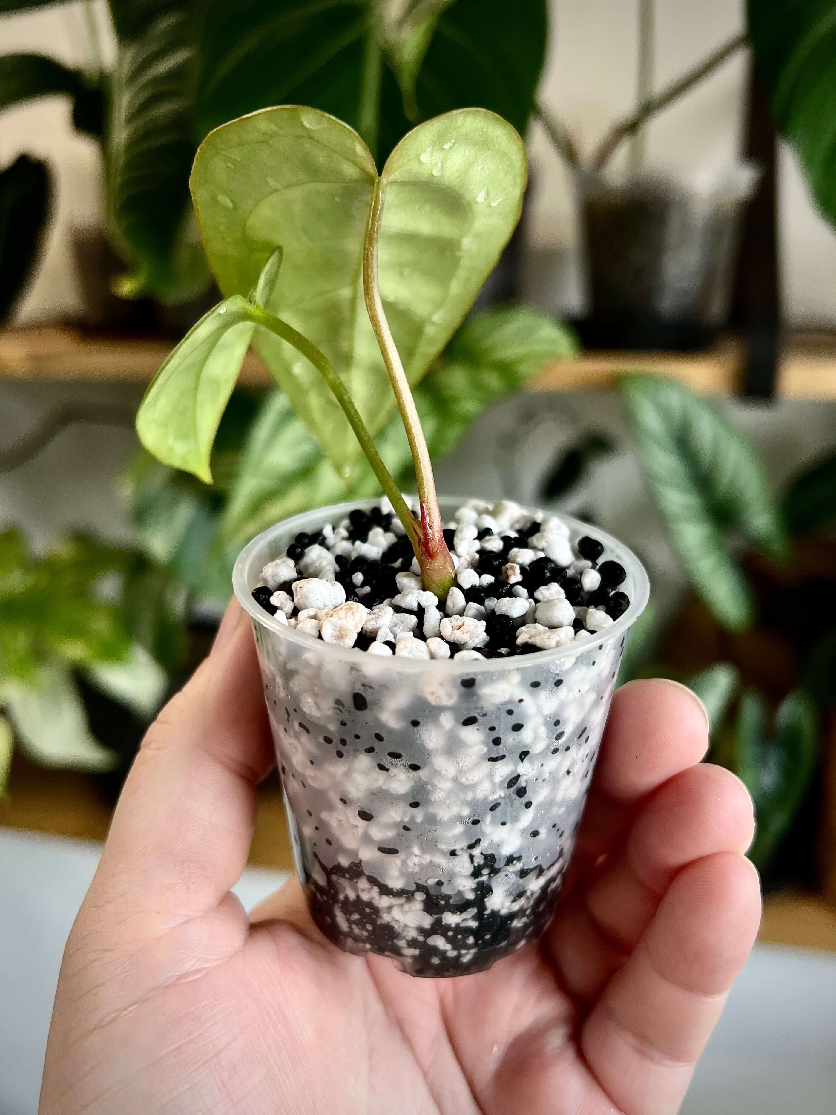 Rooting Substrate “Oreo Mix”