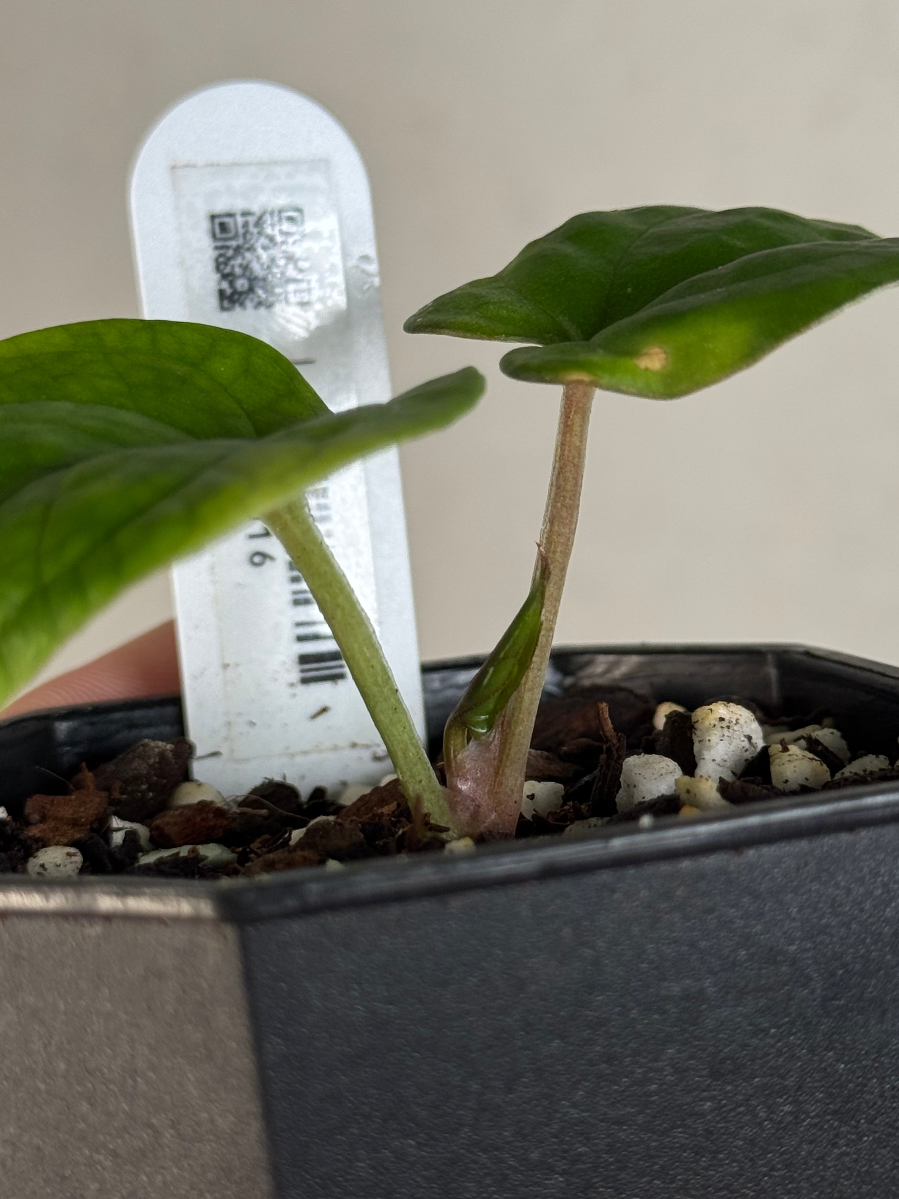 Anthurium Kunayalense F1 - Clone