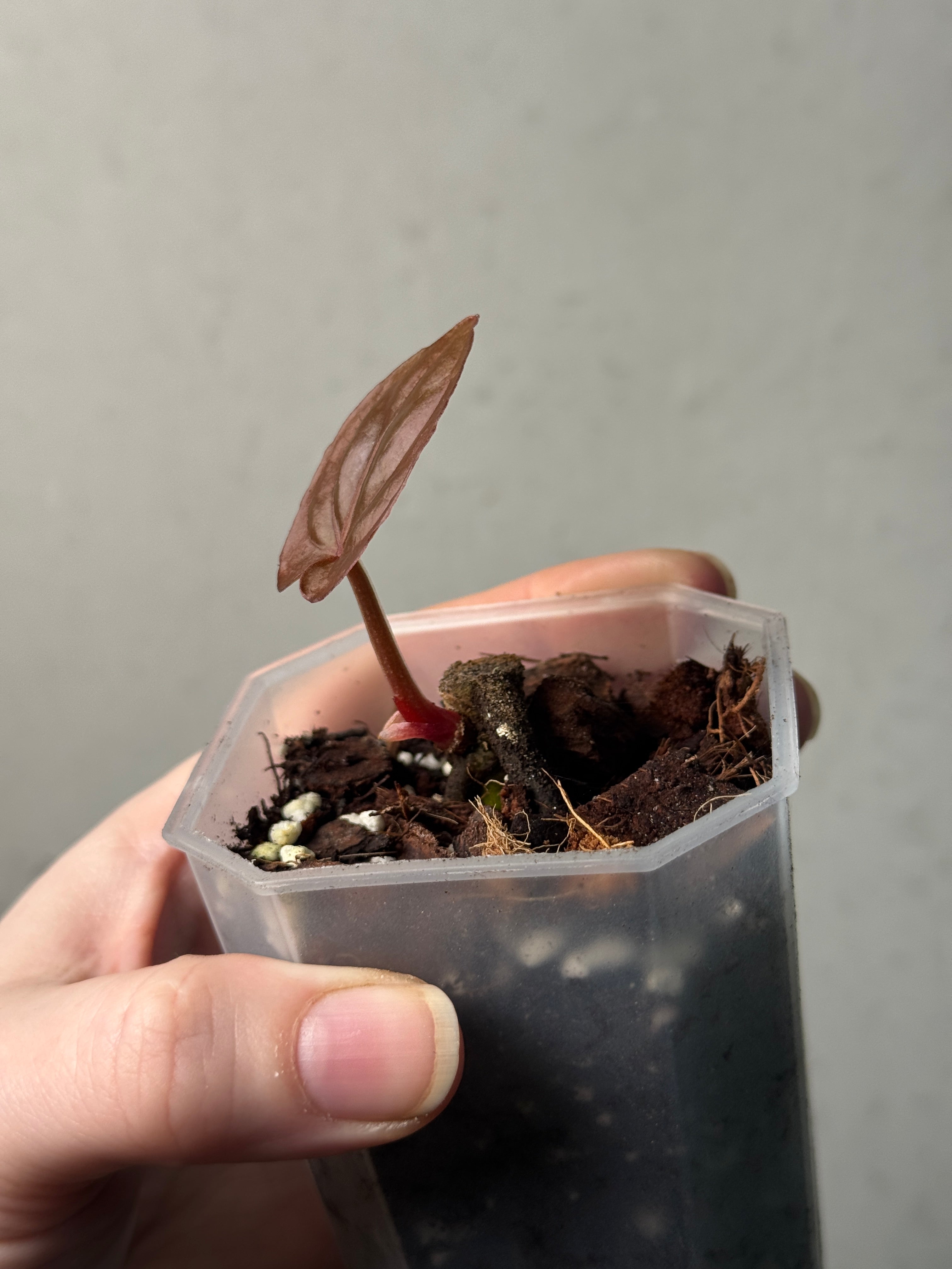 Anthurium Dressleri ‘Windy’ x RG F2 - Clone - SMUKHI