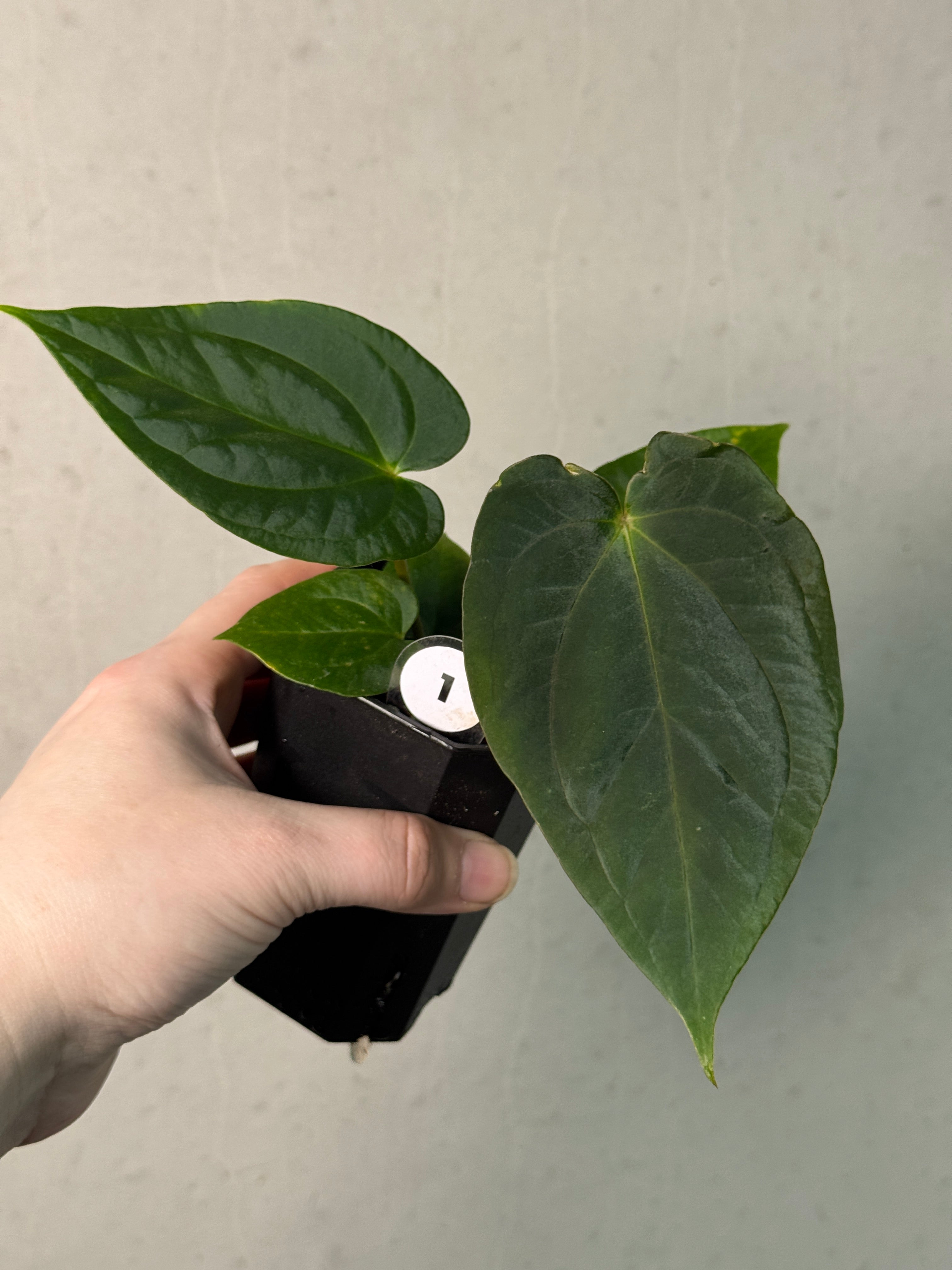 Anthurium Papillilaminum 'Guna Yala' x BVEP (‘Round’ x RA1) - SMUKHI