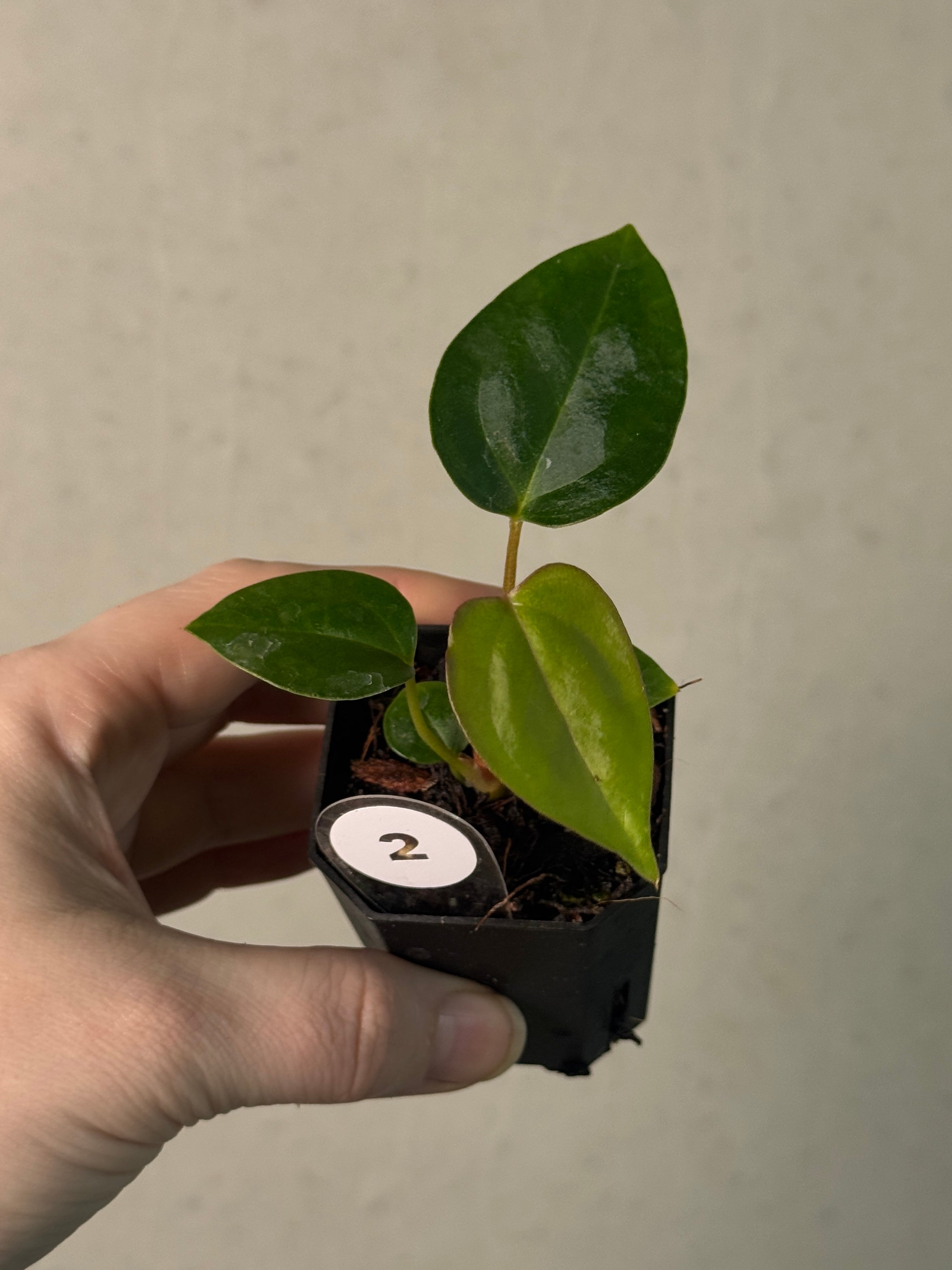 Anthurium (Papillilaminum 'Marie' x 'IL') x Indo Portillae or self - SMUKHI