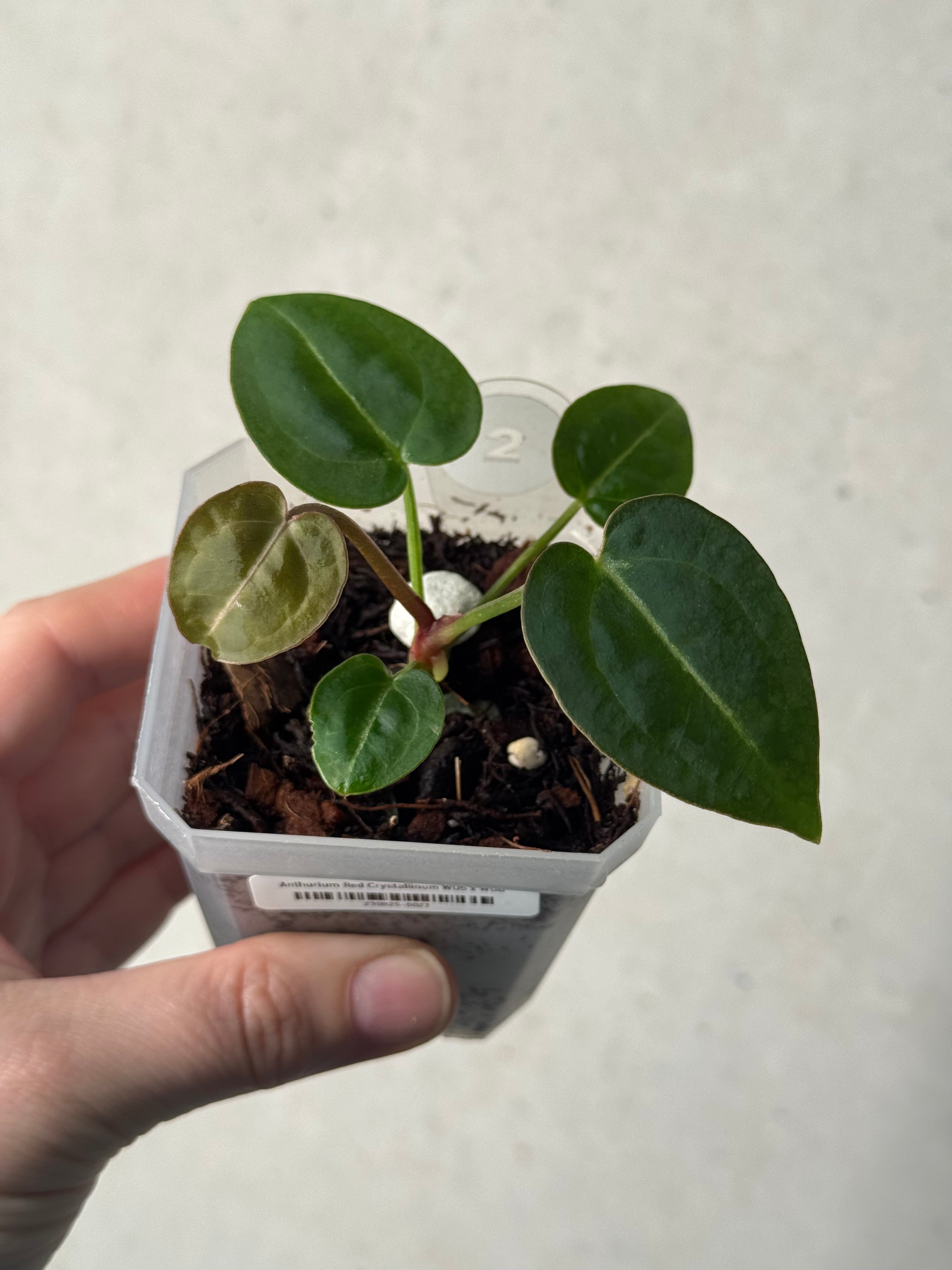 Anthurium Red Crystallinum WU5 x WU8