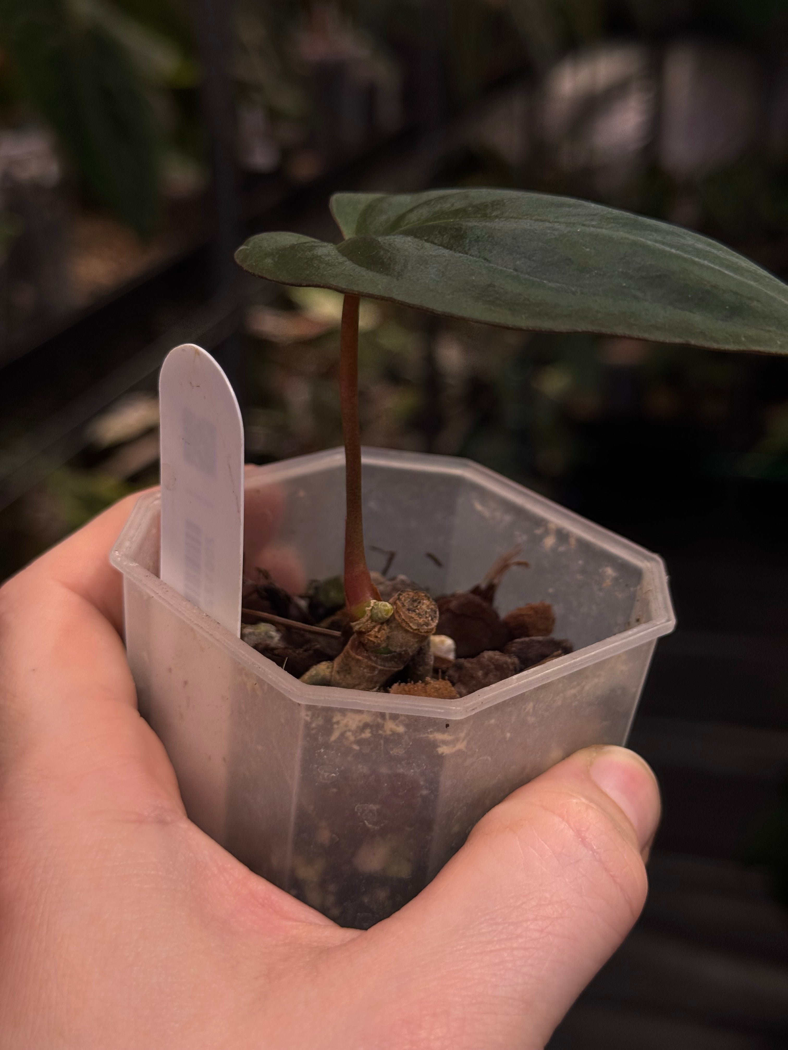 Anthurium BVIT x Red Vein Dark Phoenix