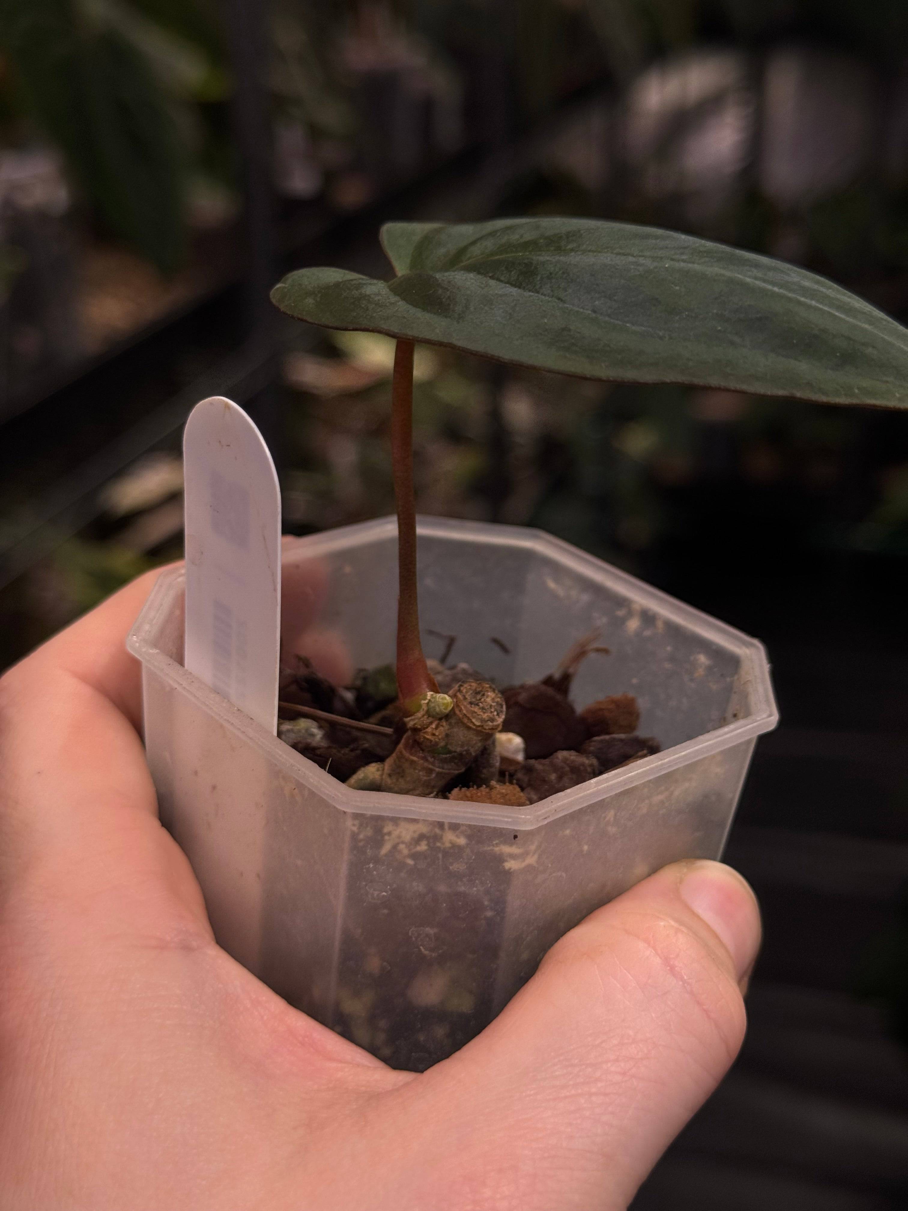 Anthurium BVIT x Red Vein Dark Phoenix - SMUKHI