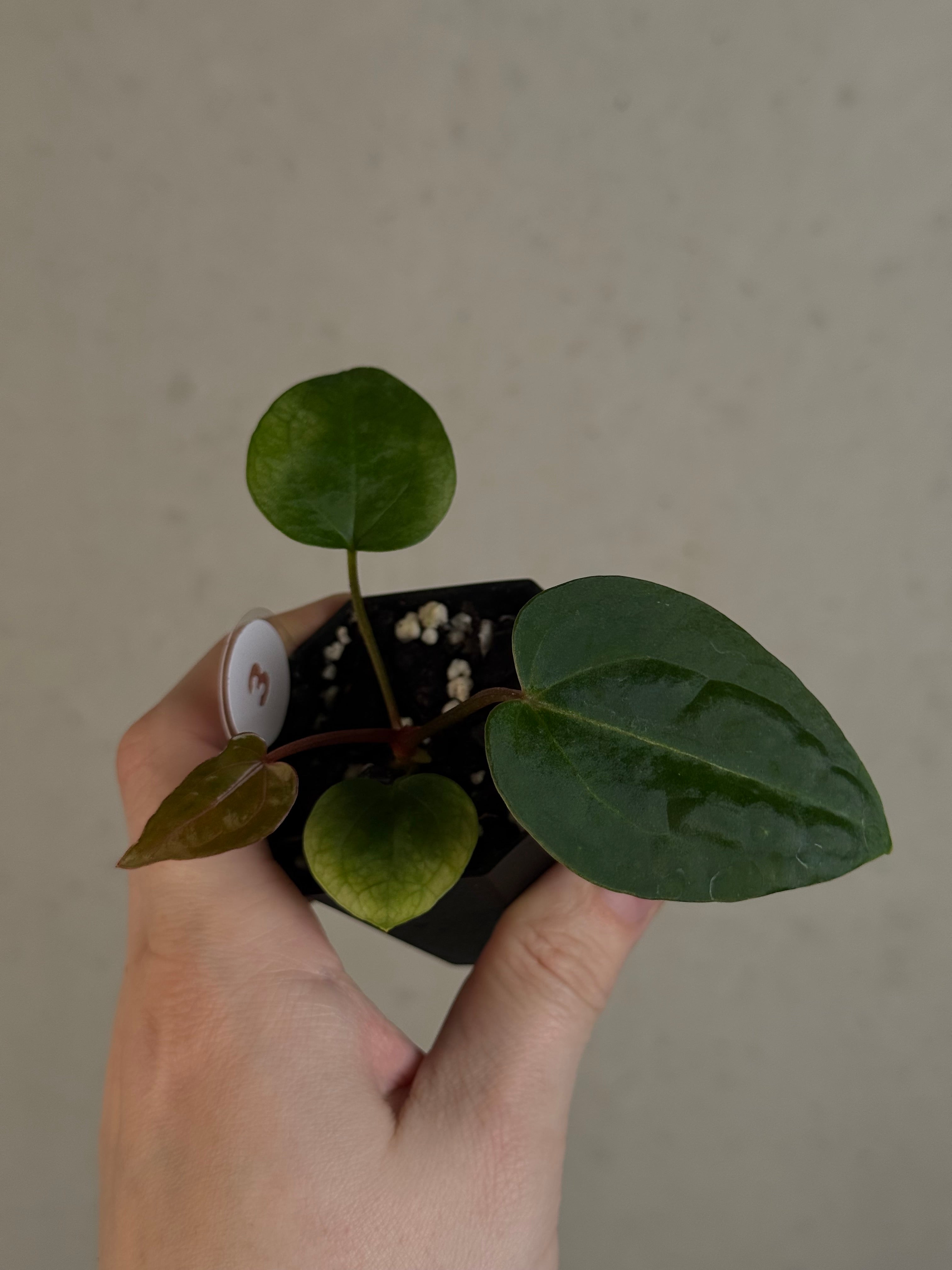 Anthurium Ace of Spades Dark Form x (Zara x Michelle) 'Selected'