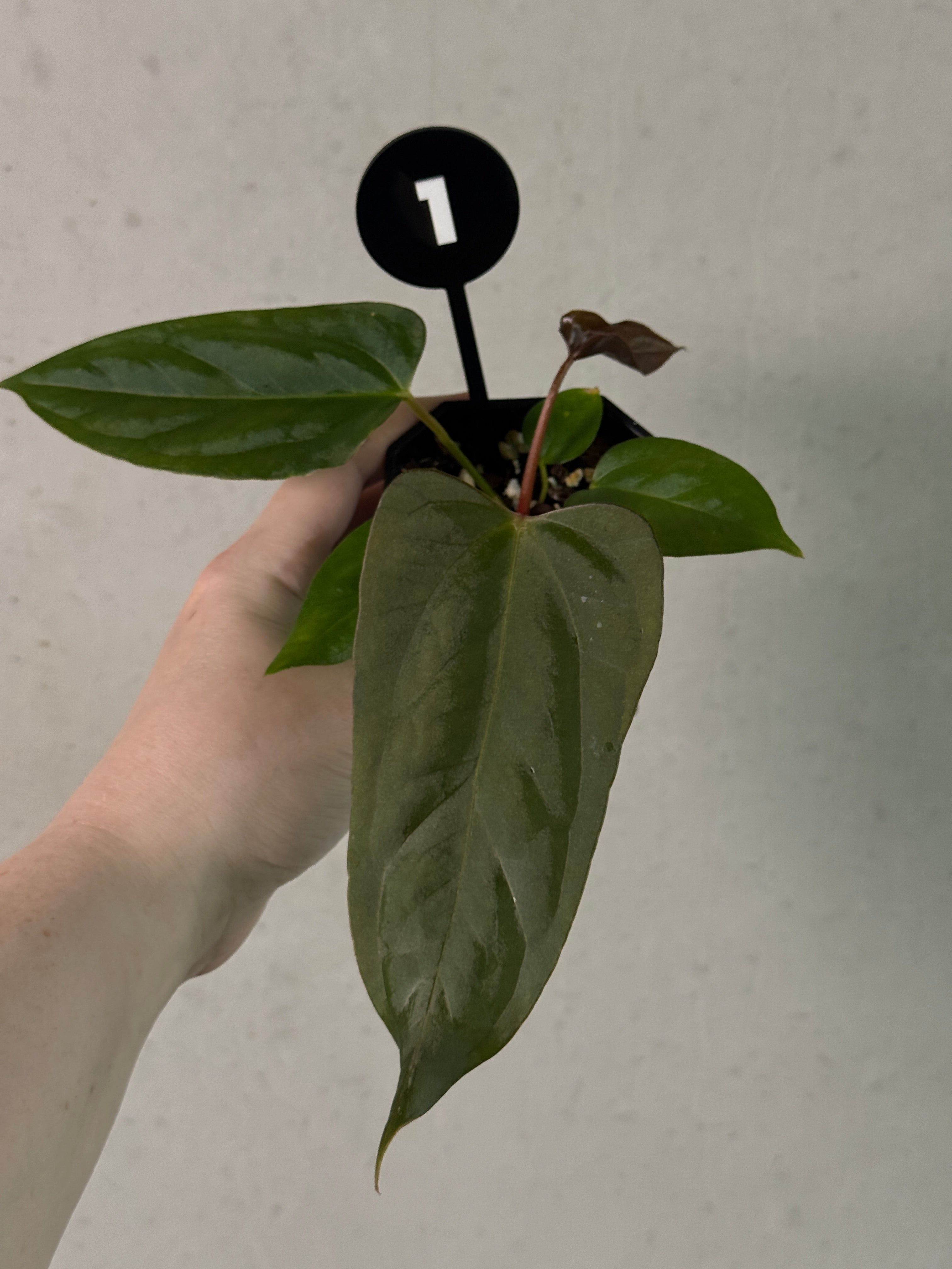 Anthurium plant with glossy green leaves and vibrant red spathes, a hybrid of 'Cobra' x Fort Sherman, by SMUKHI.