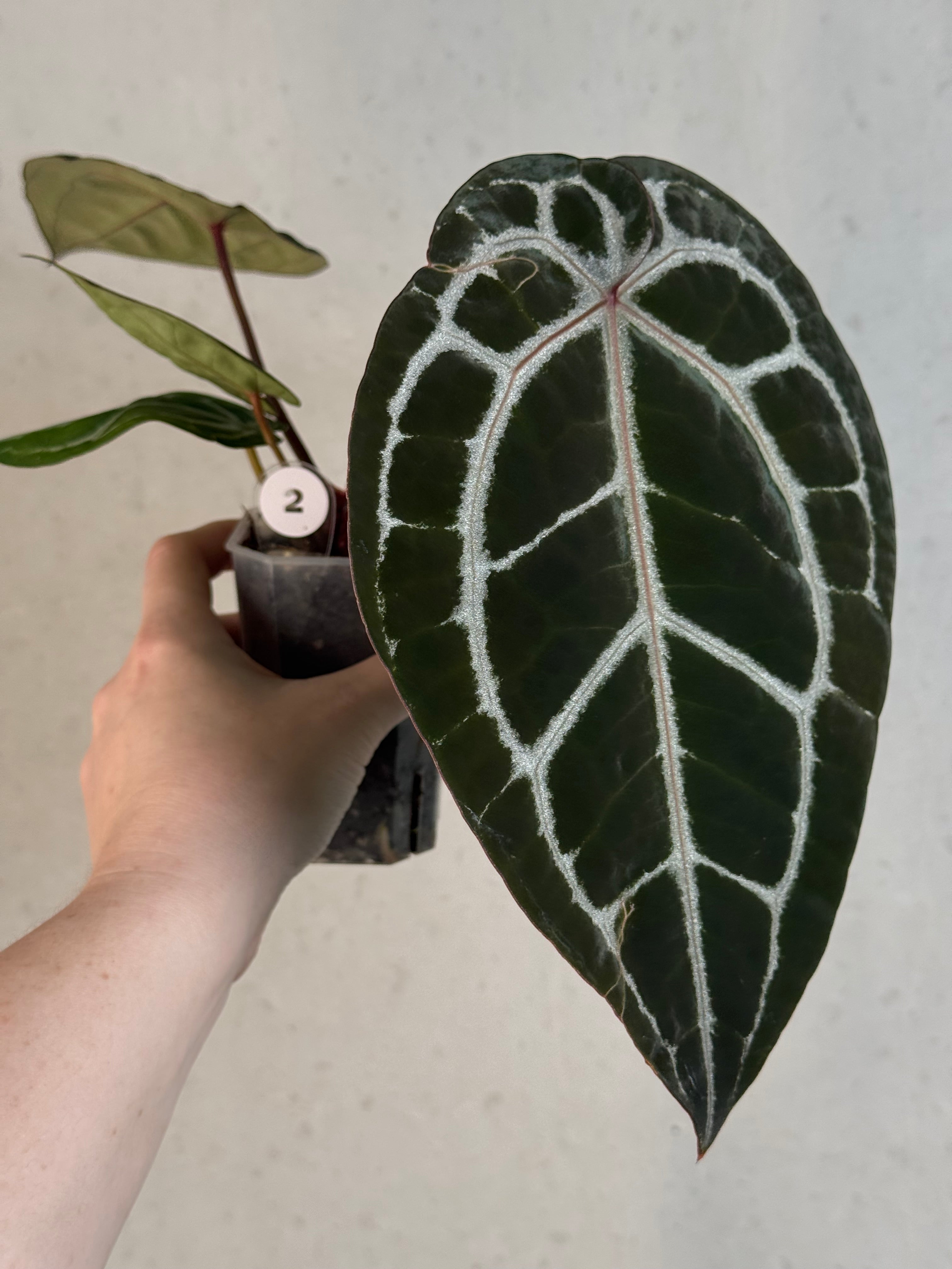 Anthurium DocBlock Michelle