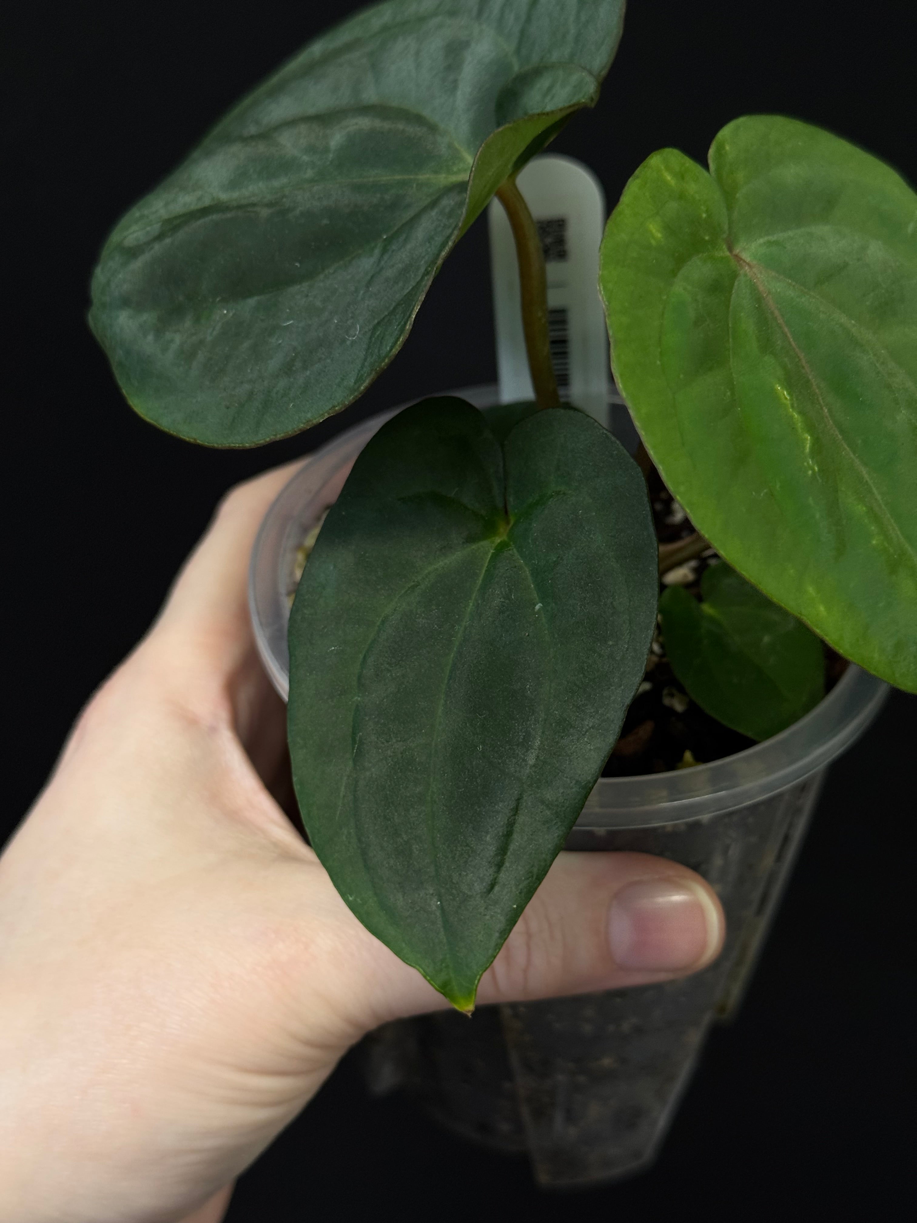 Anthurium (Dressleri RG F2 x Carlablackiae 'Amanda') x (Dressleri 'Oliver' x BVEP 'Felix')