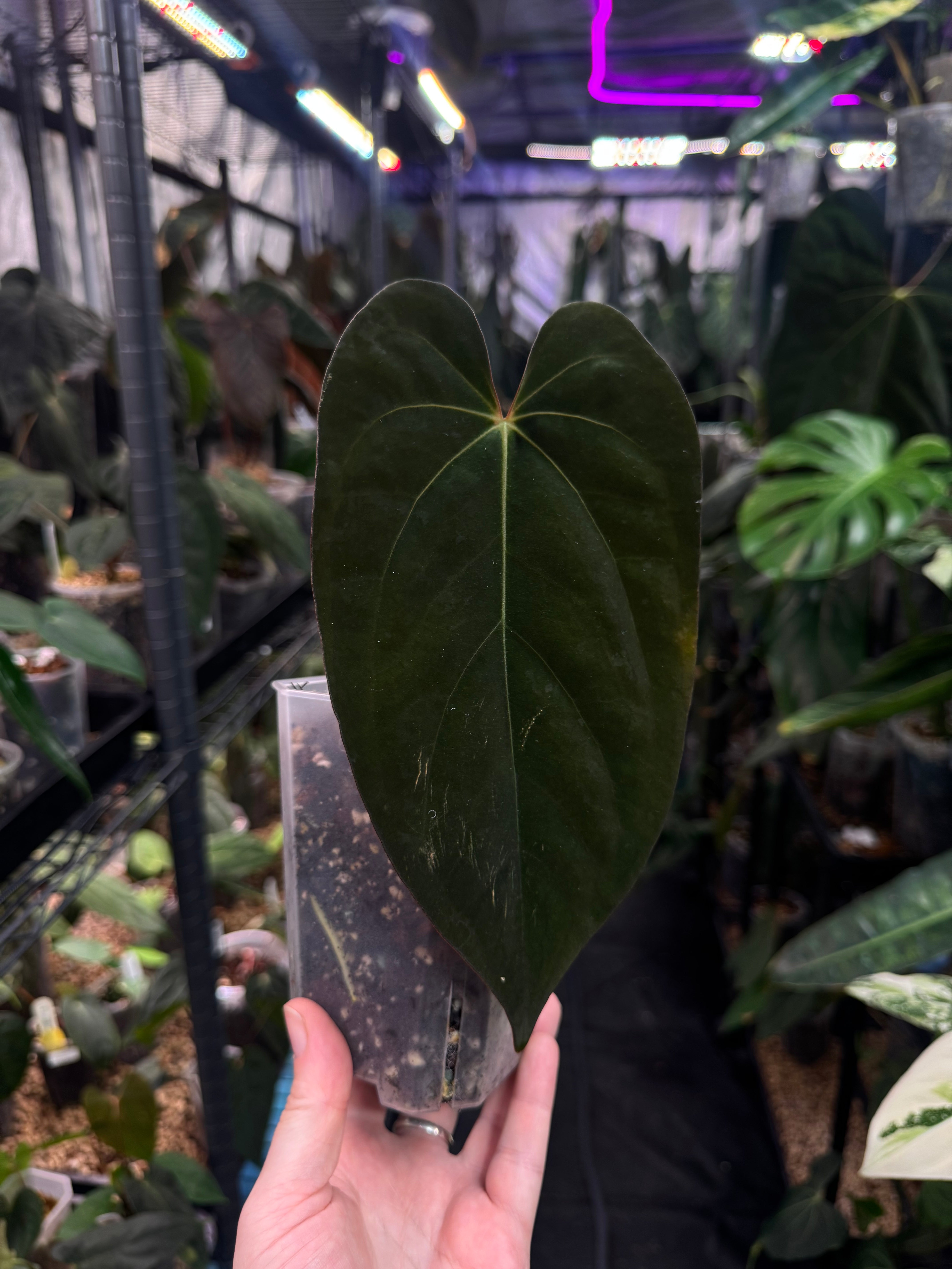 Anthurium Ace of Spades Dark Form x Papillilaminum 'Incurved lobes'