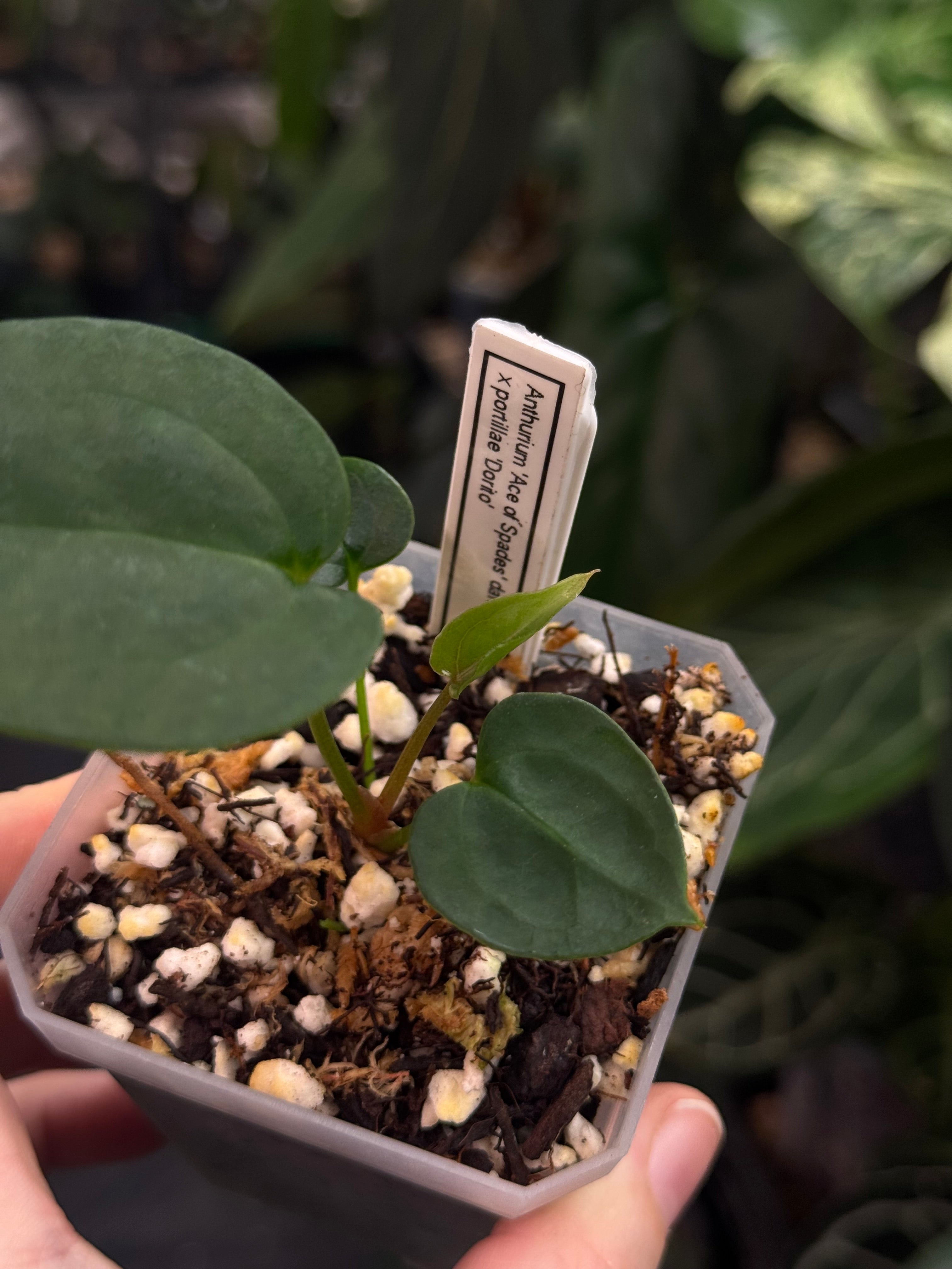 Anthurium Ace of Spades Dark Form x Portillae ‘Dorito’