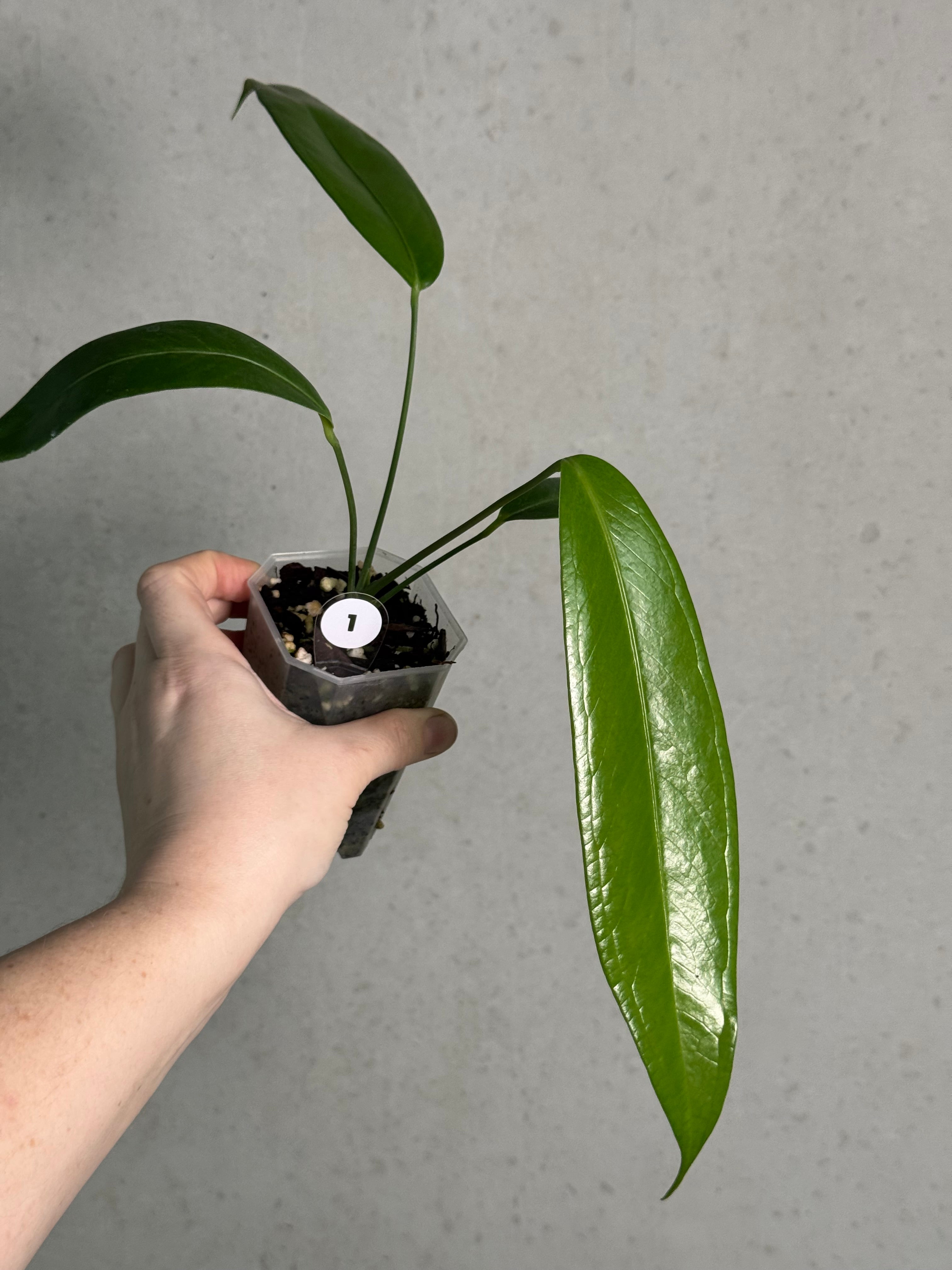 Anthurium Eminens S1