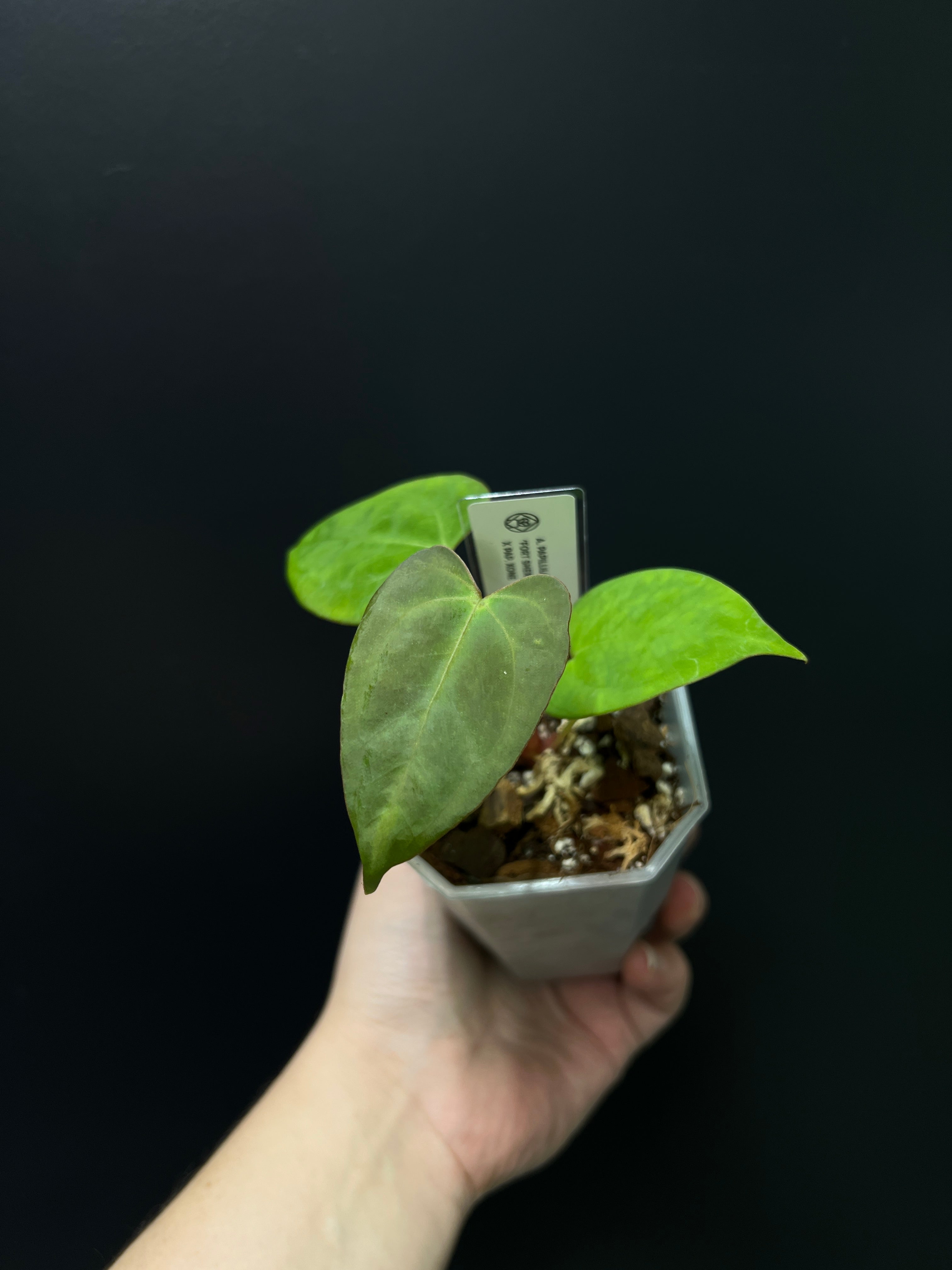 Anthurium Fort Sherman x XOne